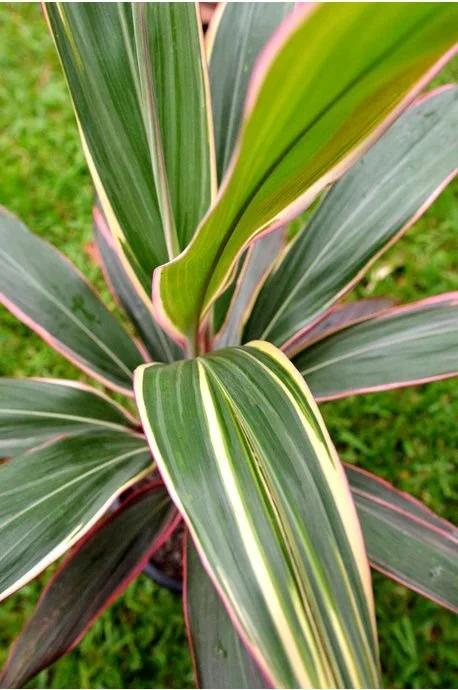 Cordyline 'Pink Diamond' 200mm