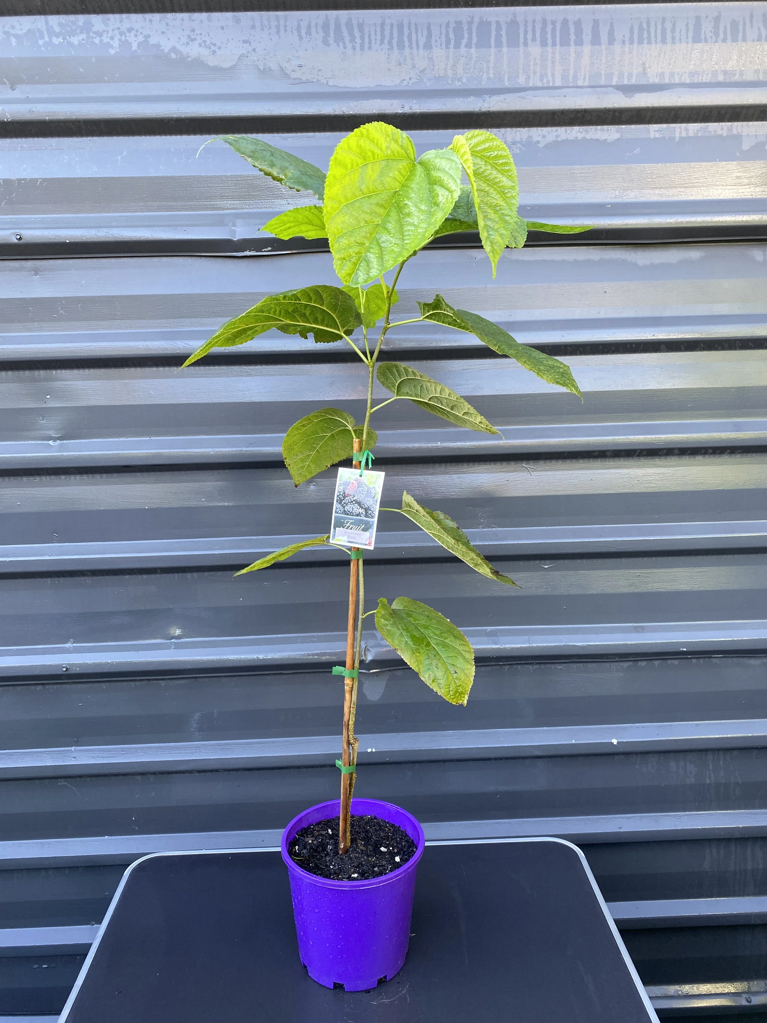 Mulberry - Black (Morus nigra) 200mm