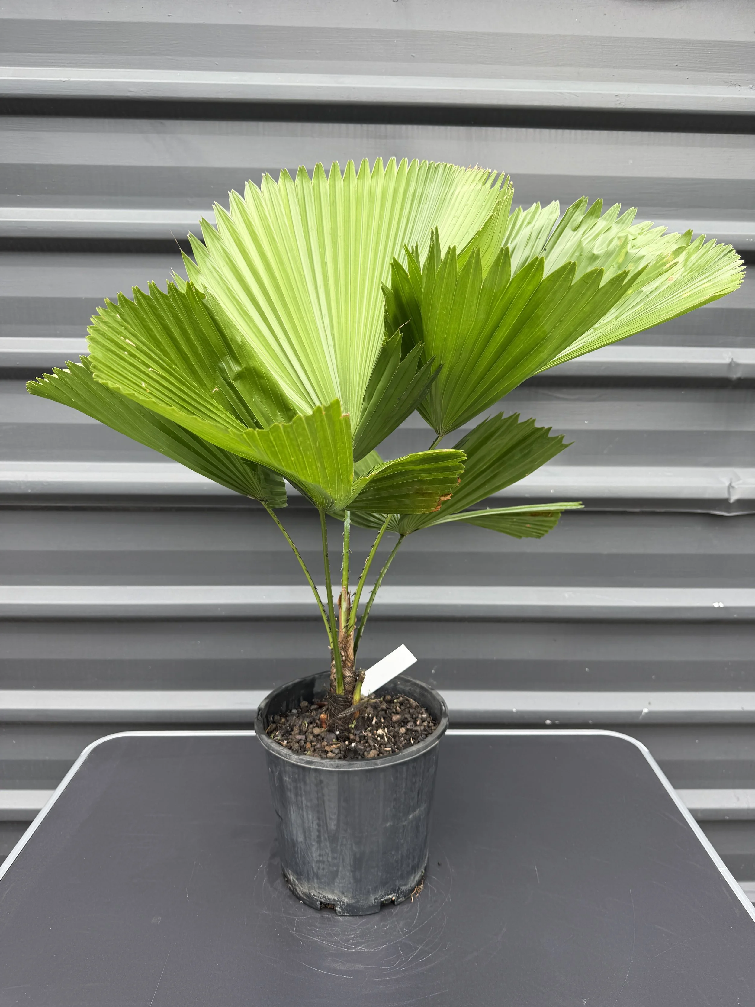 Licuala Elegans 200mm.JPG