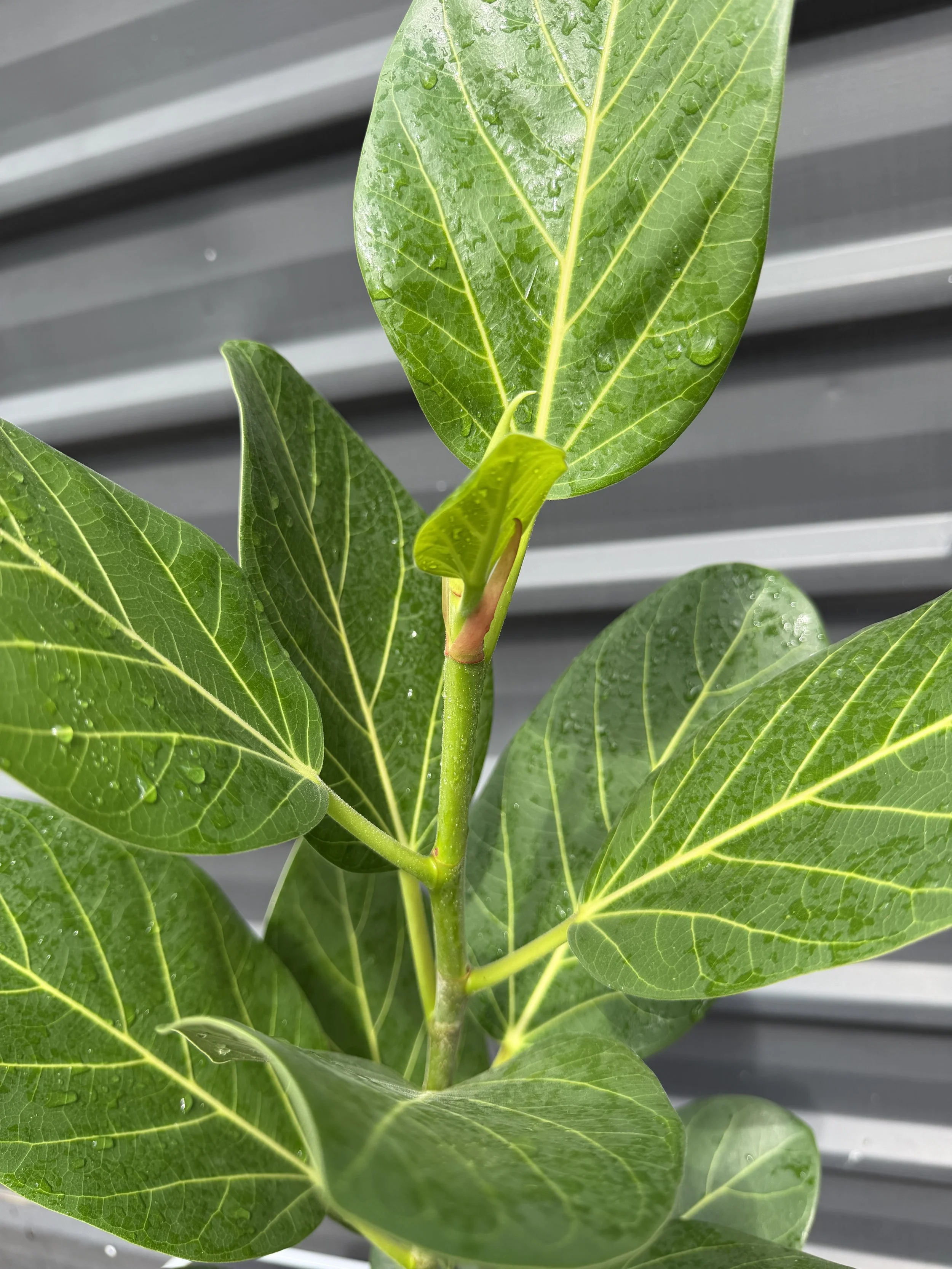 Ficus Audrey 200mm (2).JPG