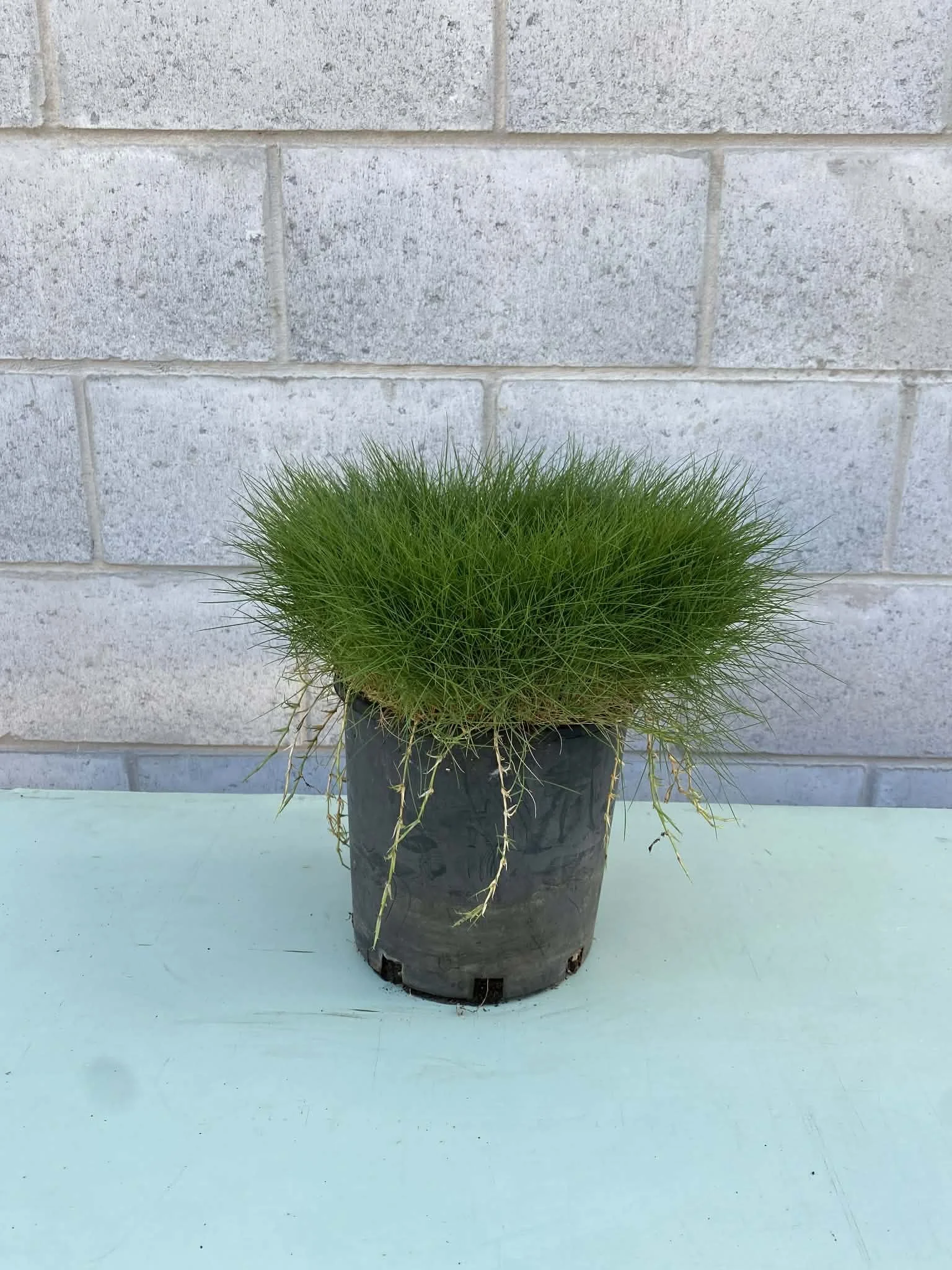 Zoysia Tenuifolia (No Mow Grass)