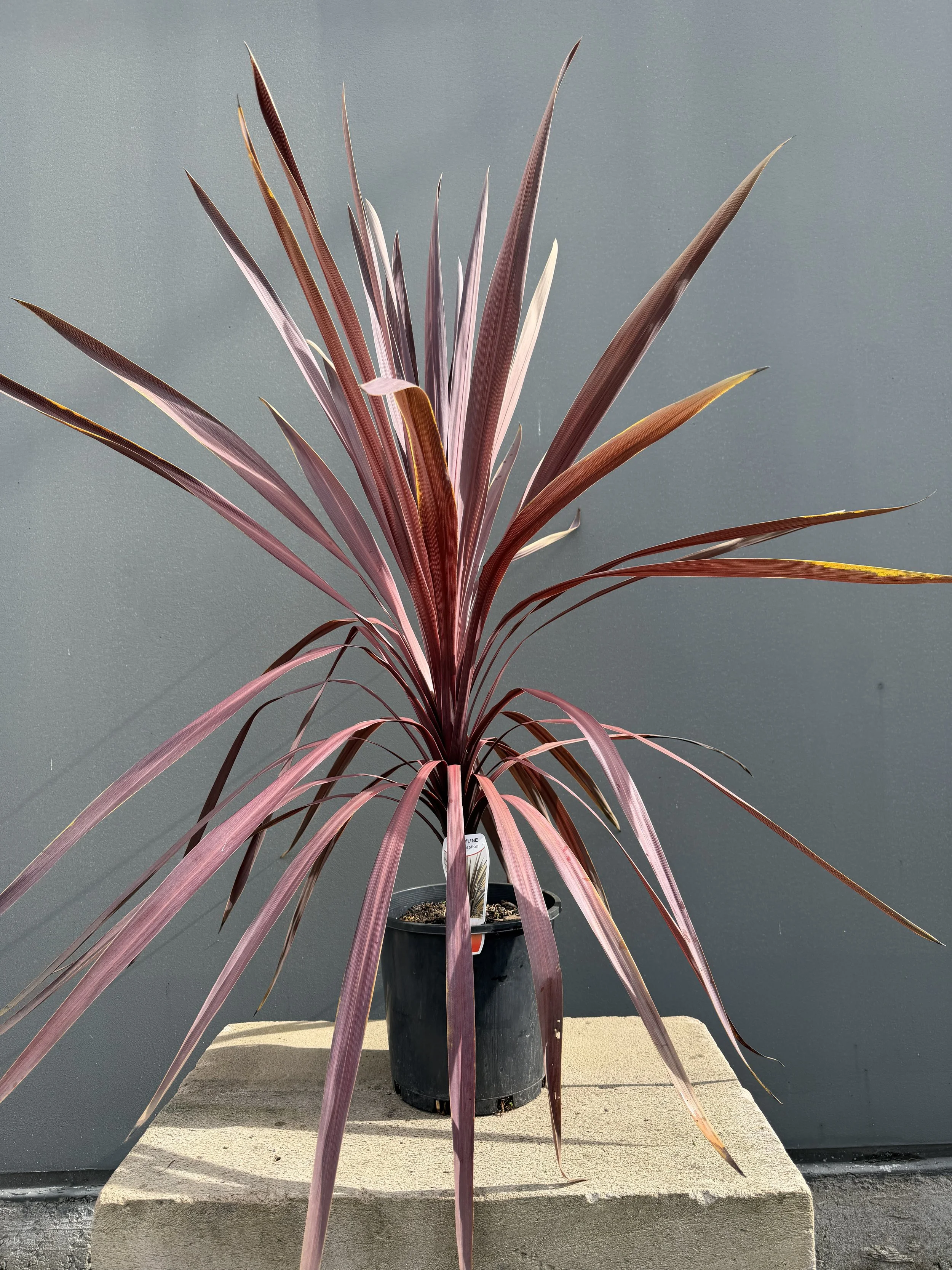 Cordyline 'Red Sensation 200mm (1).JPG