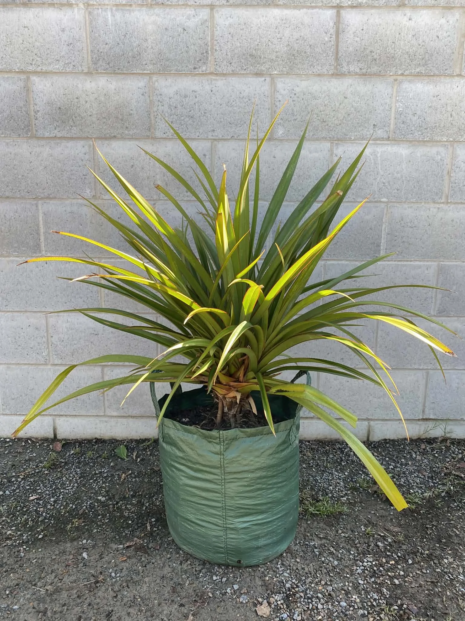 Pandanus utilis ‘Red edged pandanus’ (Screw Pine) 45L