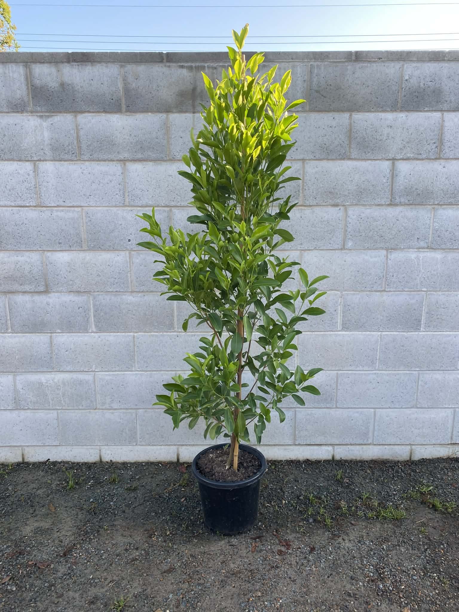 Acronychia imperforata ‘Fraser Island Apple’