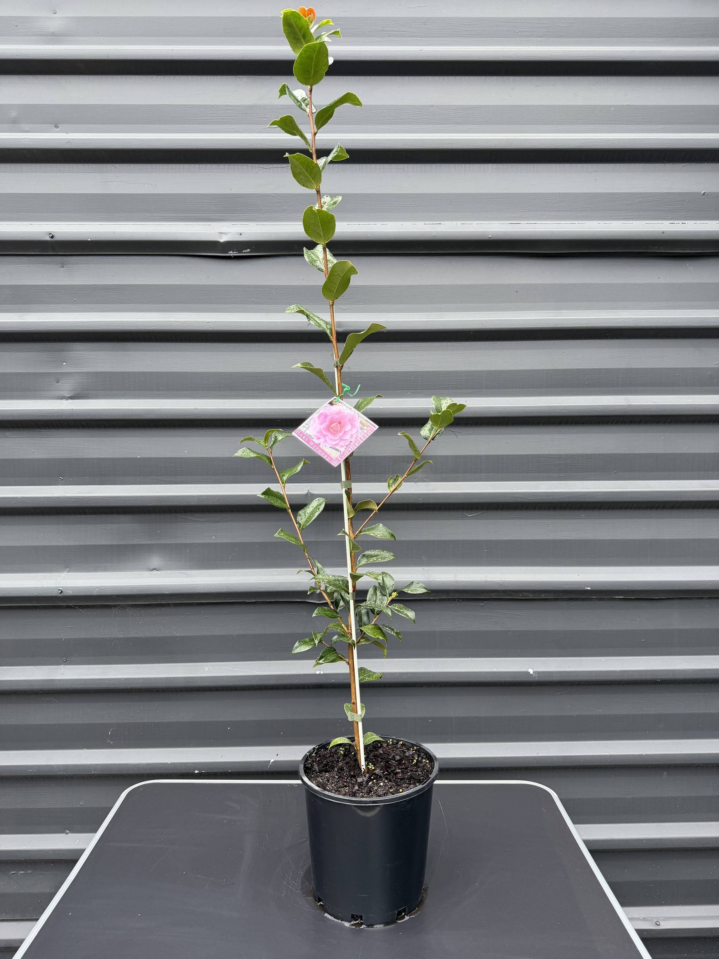 Camellia japonica ‘Hari Withers’ 200mm