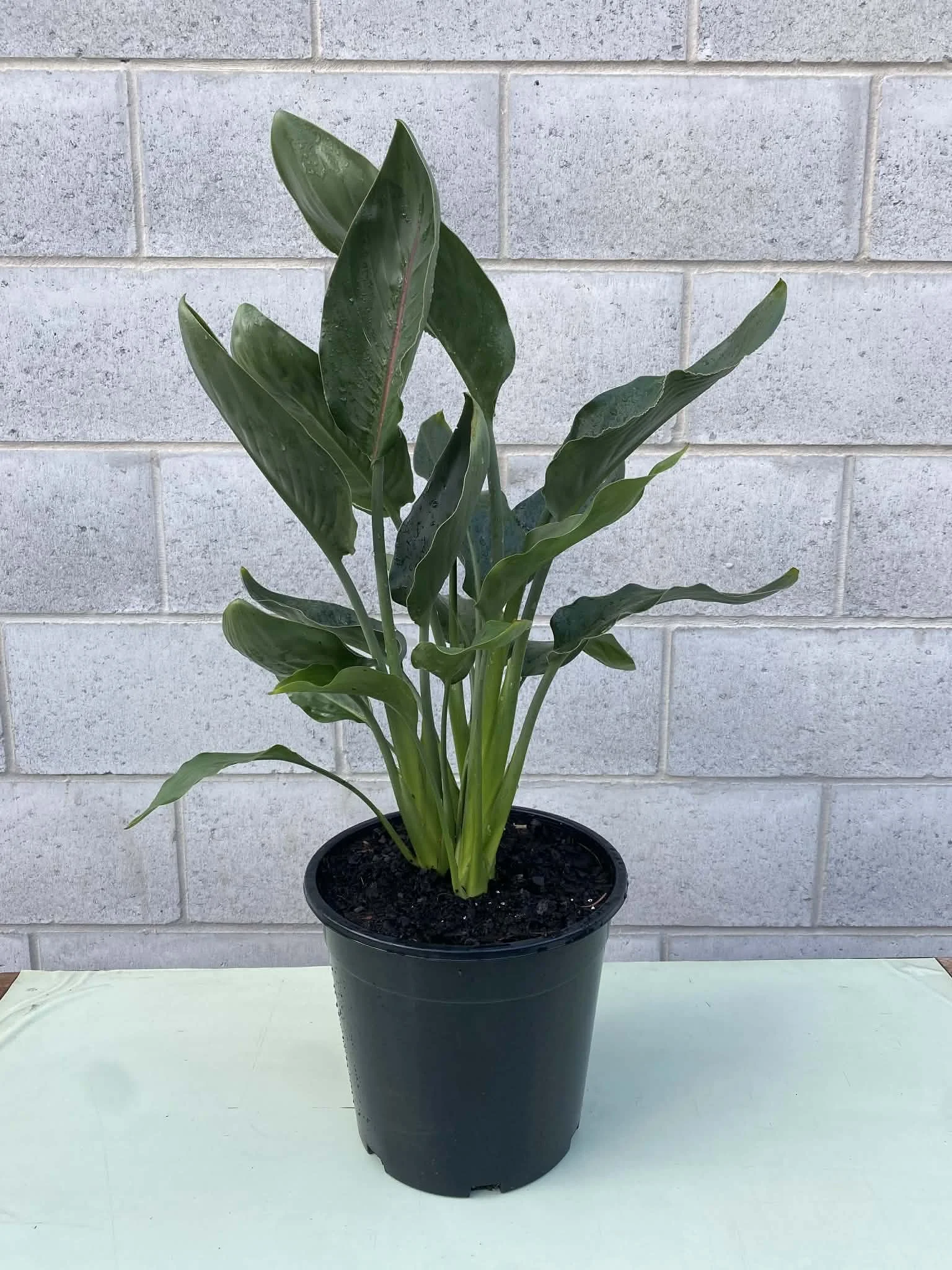 Strelitzia reginae (Bird of Paradise)