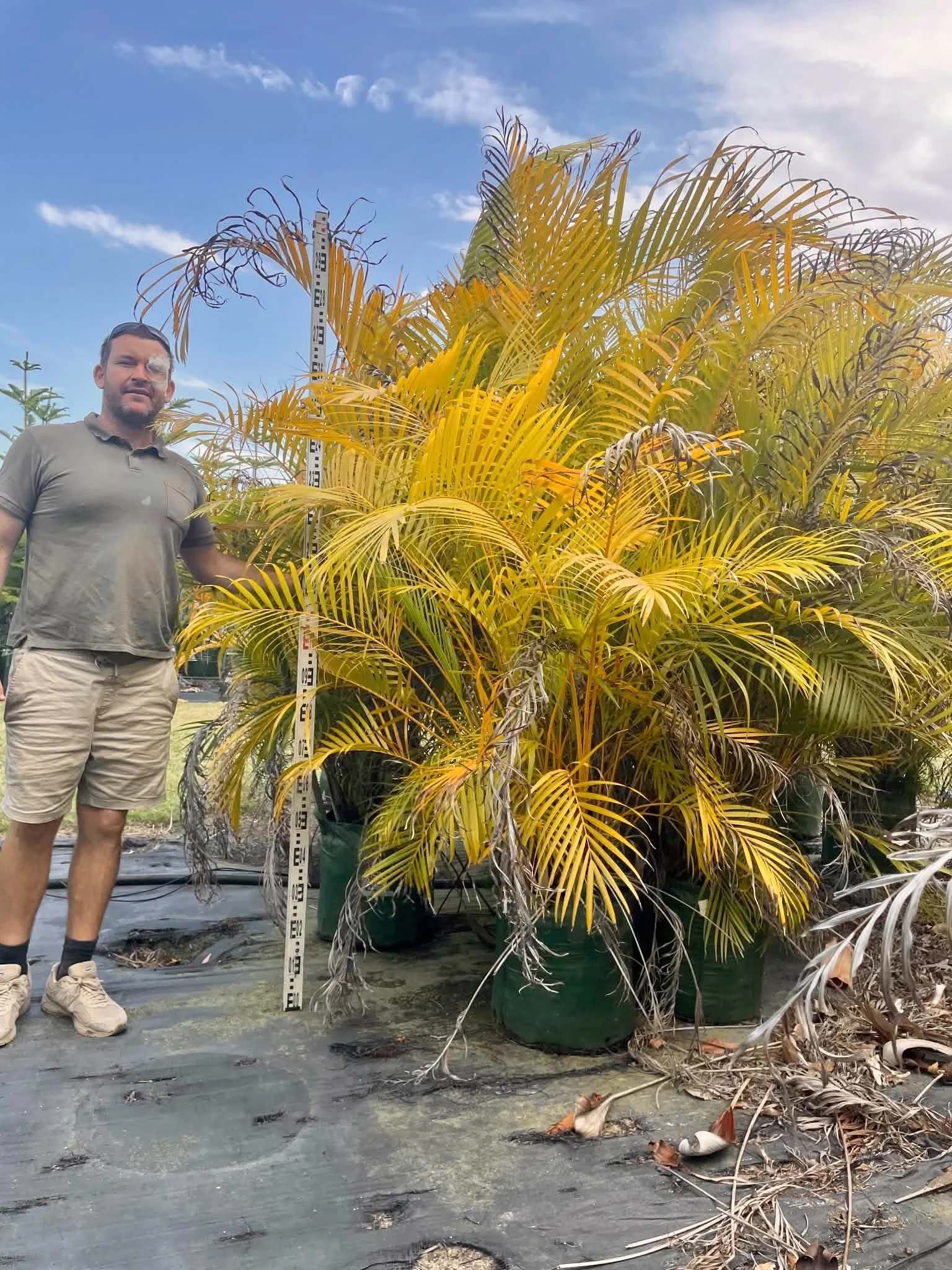 Dypsis lutescens (Golden Cane Palm) 45L Bag