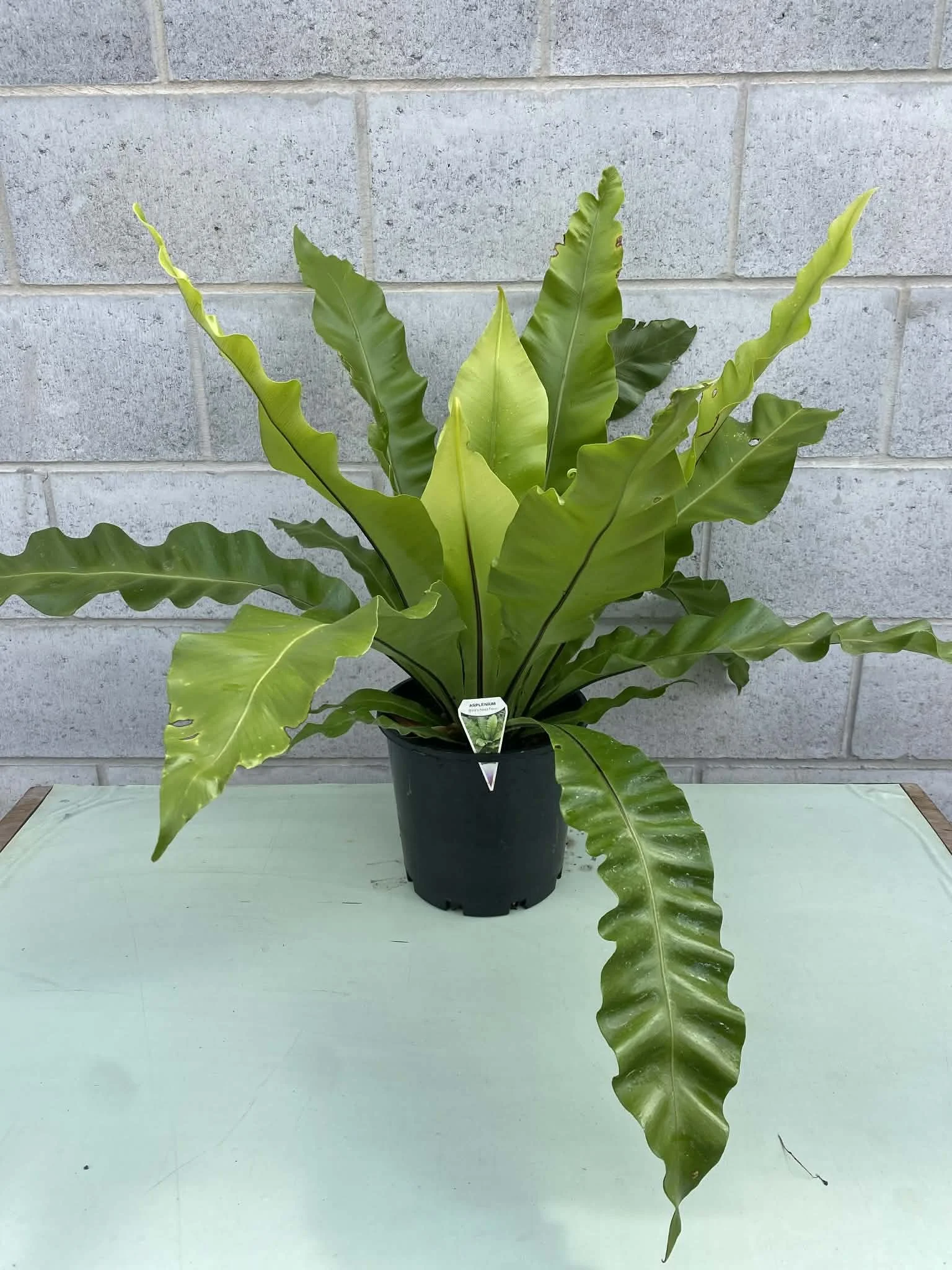 Asplenium nidus (Bird’s Nest Fern) 200mm