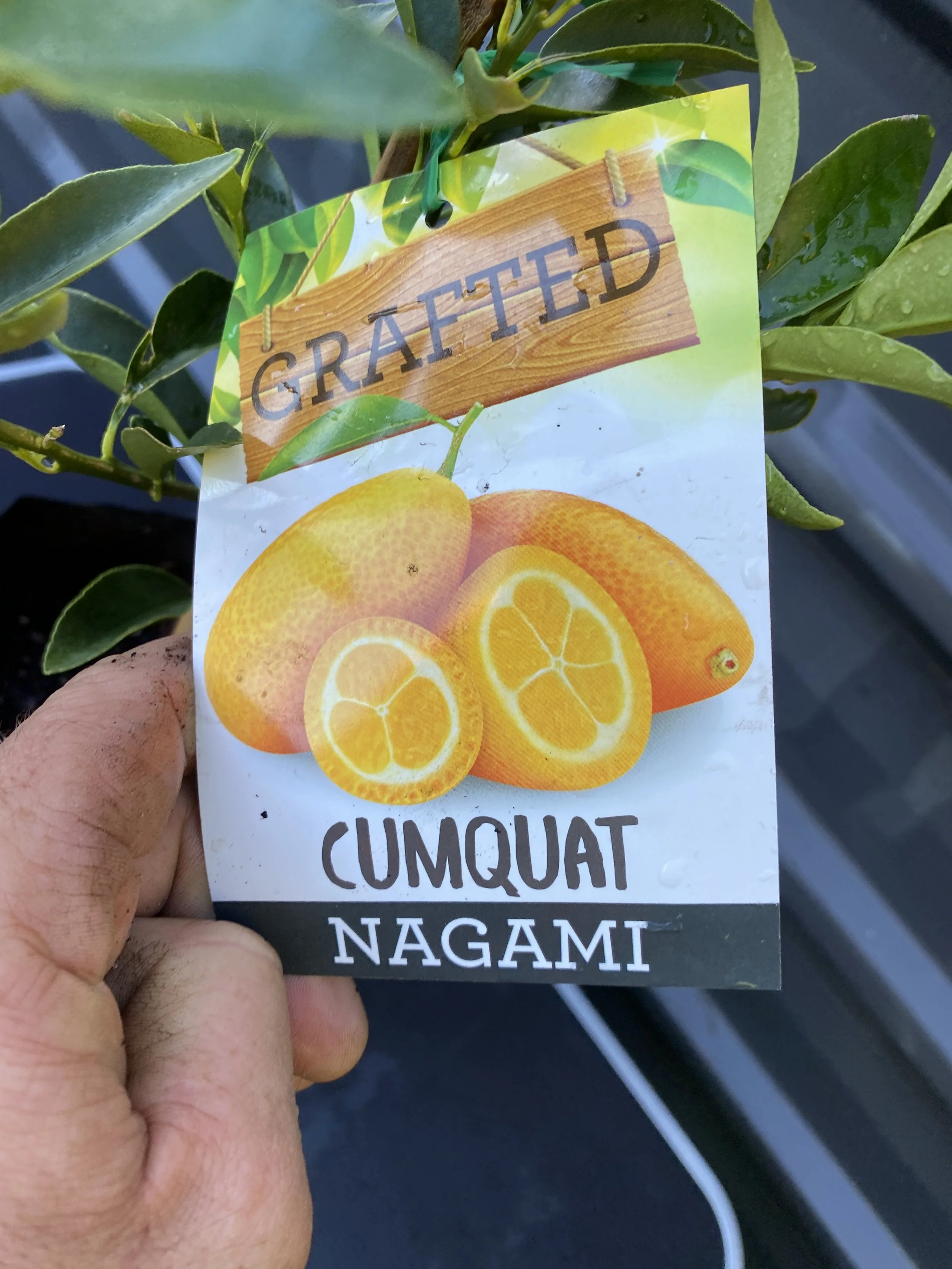 Cumquat - Nagami 10L (1).jpg