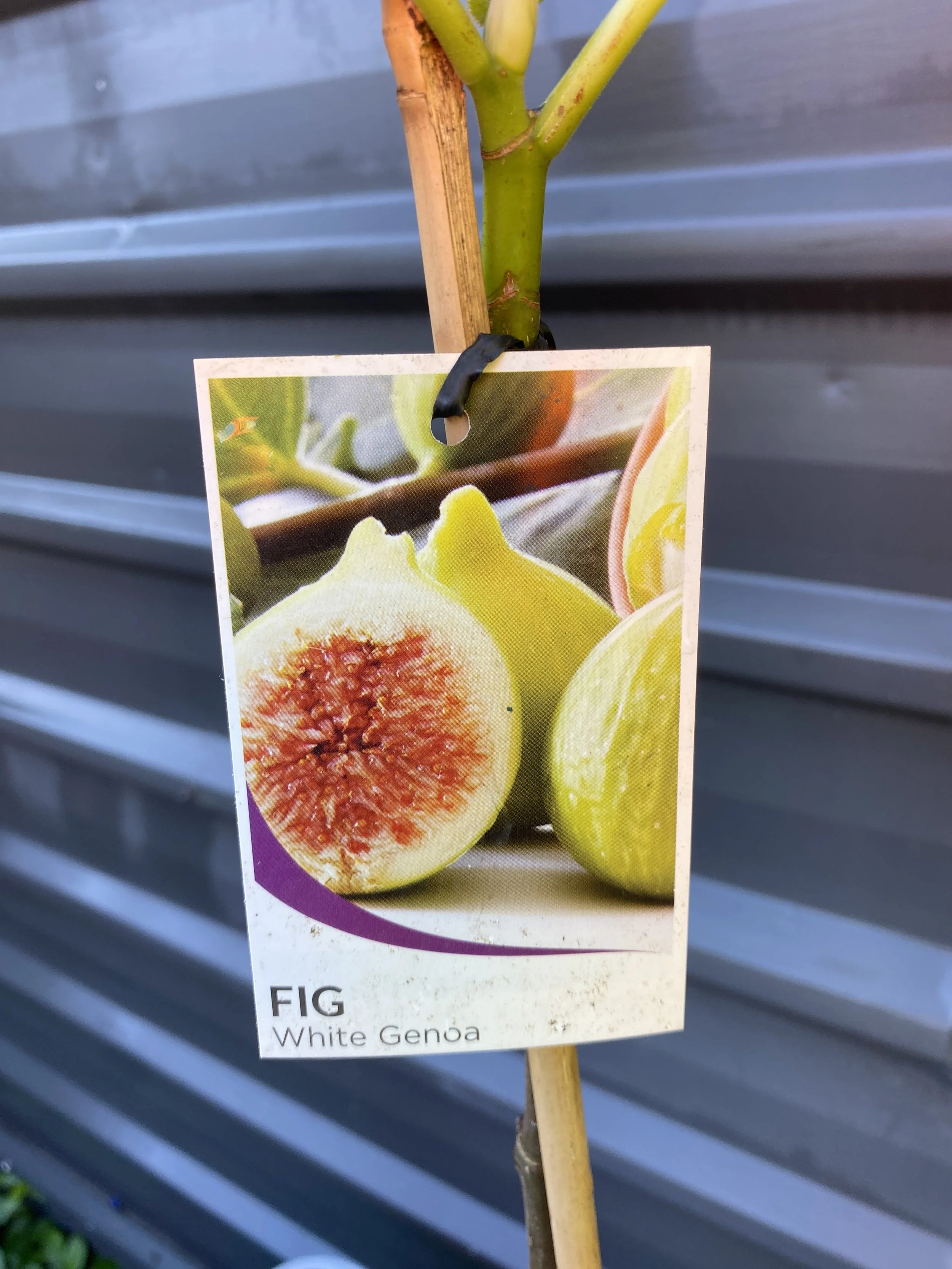 Fig - White Genoa 4L (1).jpg