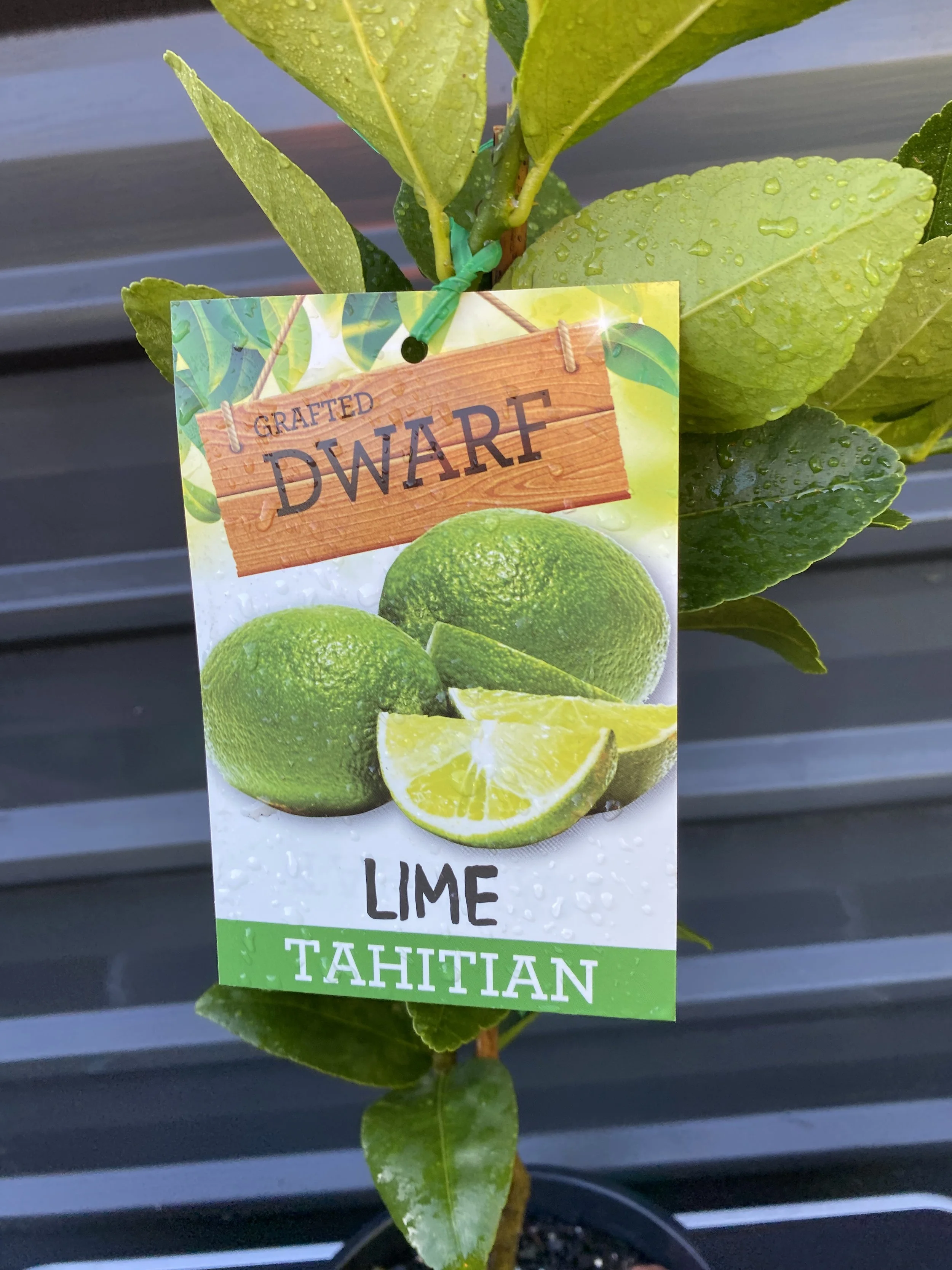 Lime - Dwarf Tahitian 200mm.jpg