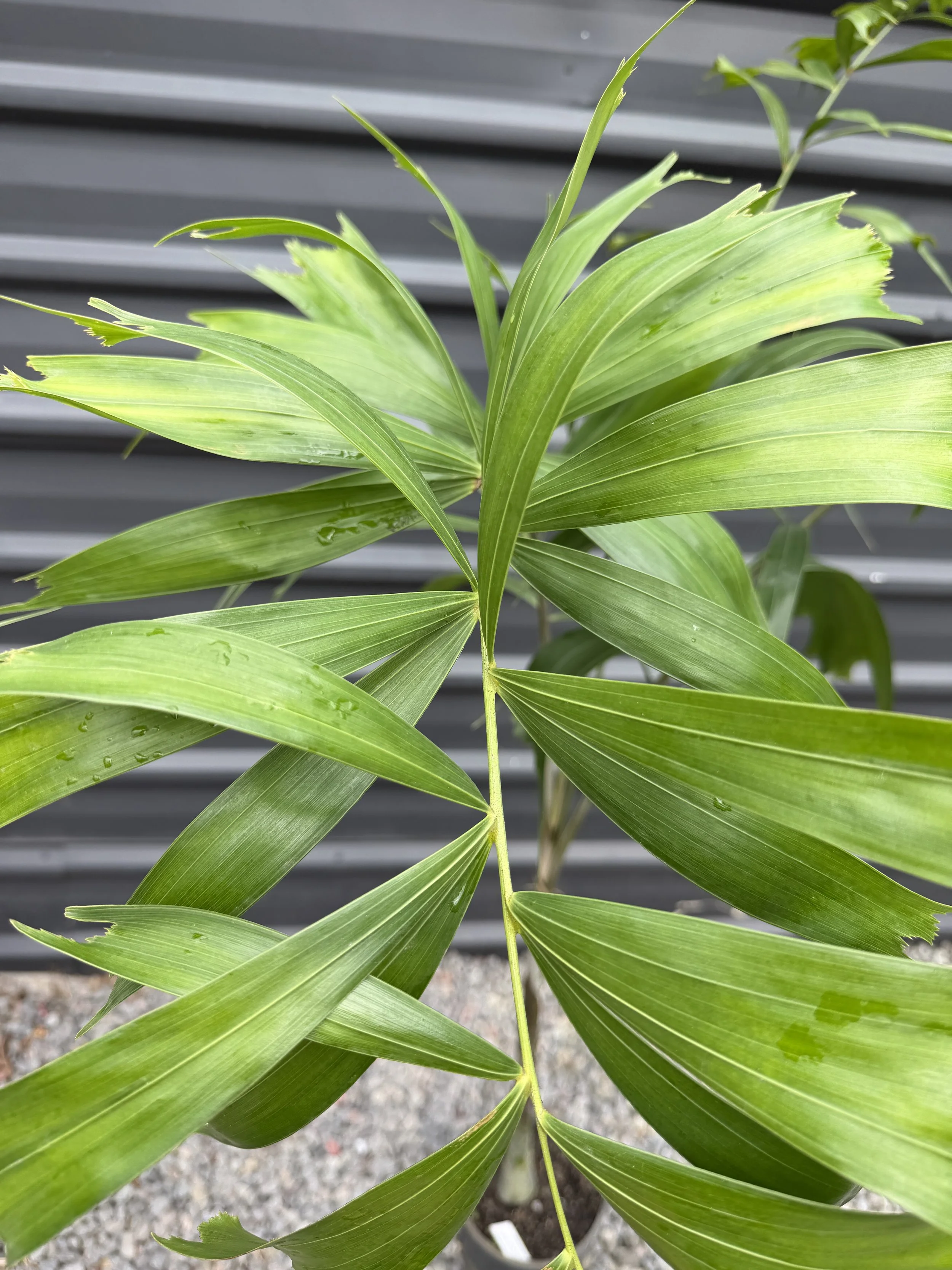 Foxtail Palm 200mm (2).JPG