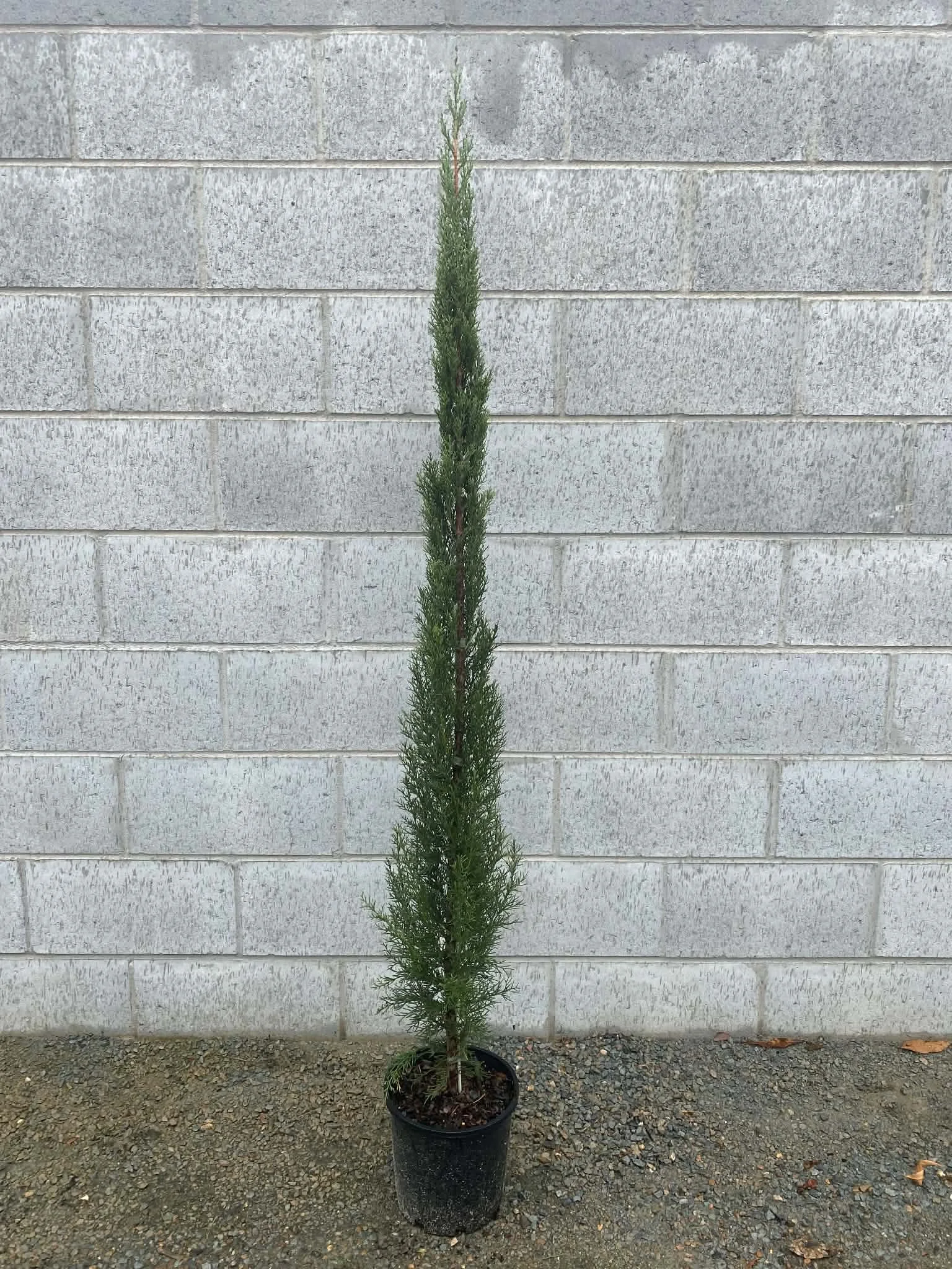 Cupressus sempervirens 'Glauca' (Blue Pencil Pine) 200mm