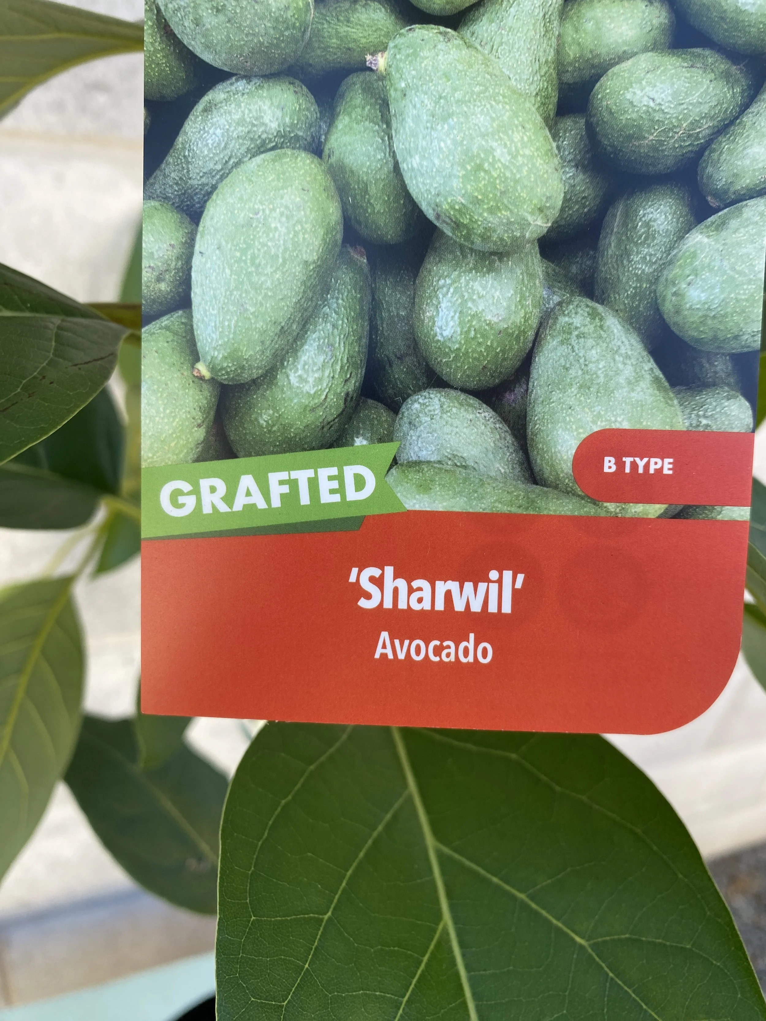 Avocado 'Sharwil' 5L (1).jpg