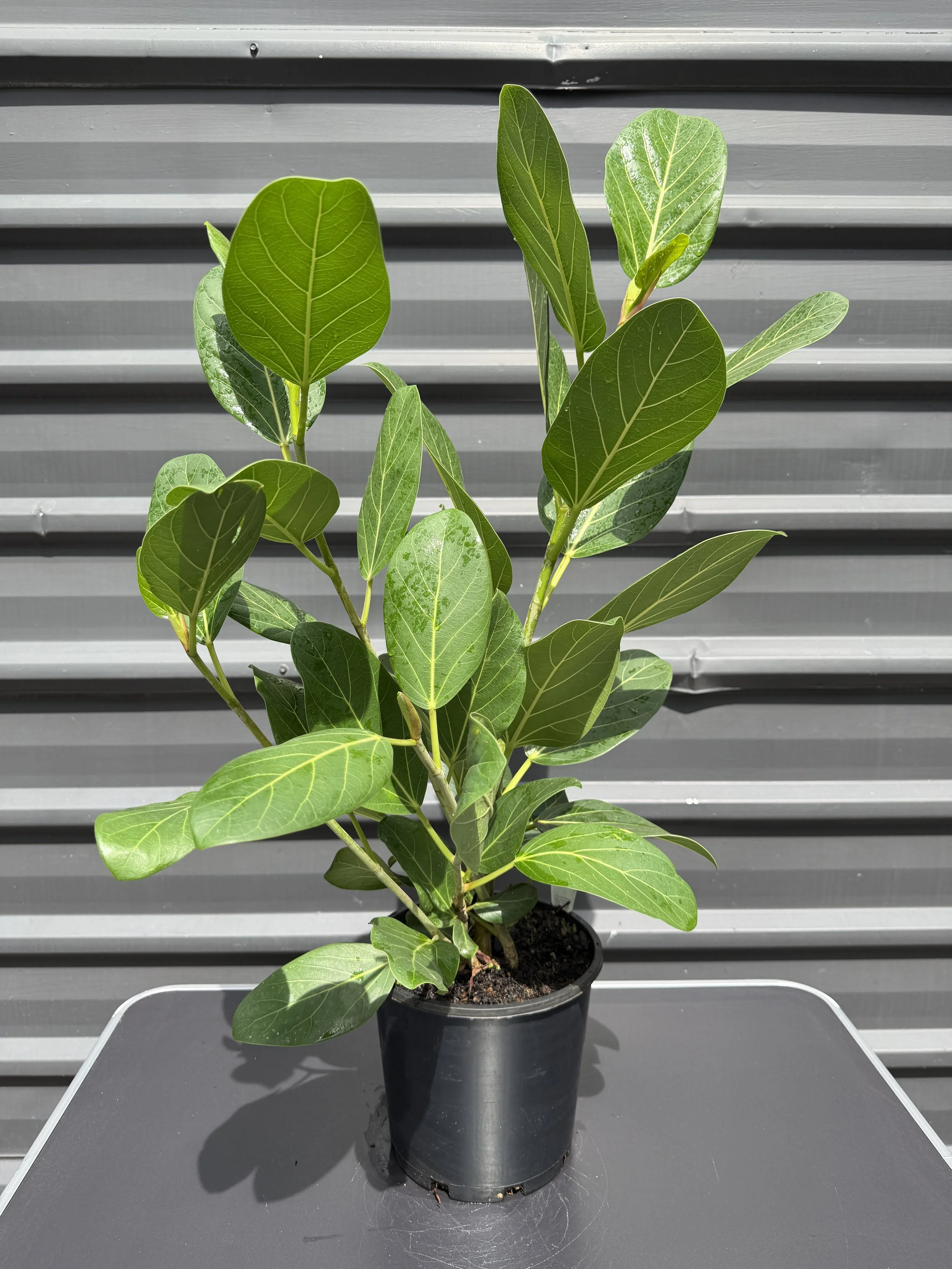 Ficus benghalensis 'Audrey' (Audrey Banyan Fig) 200mm