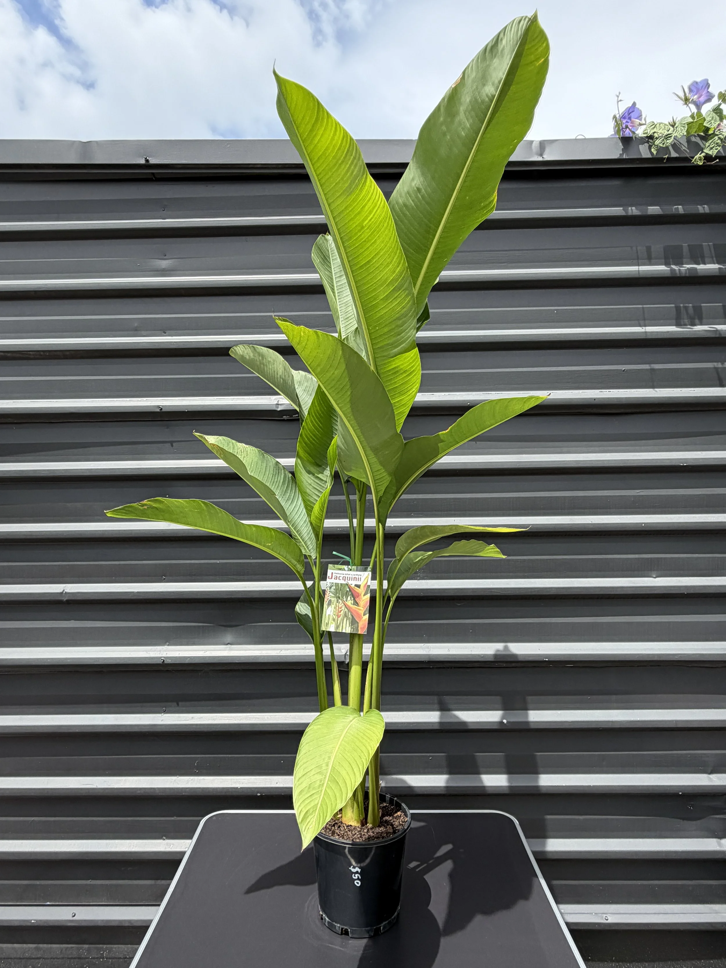 Heliconia jacquinii 200mm