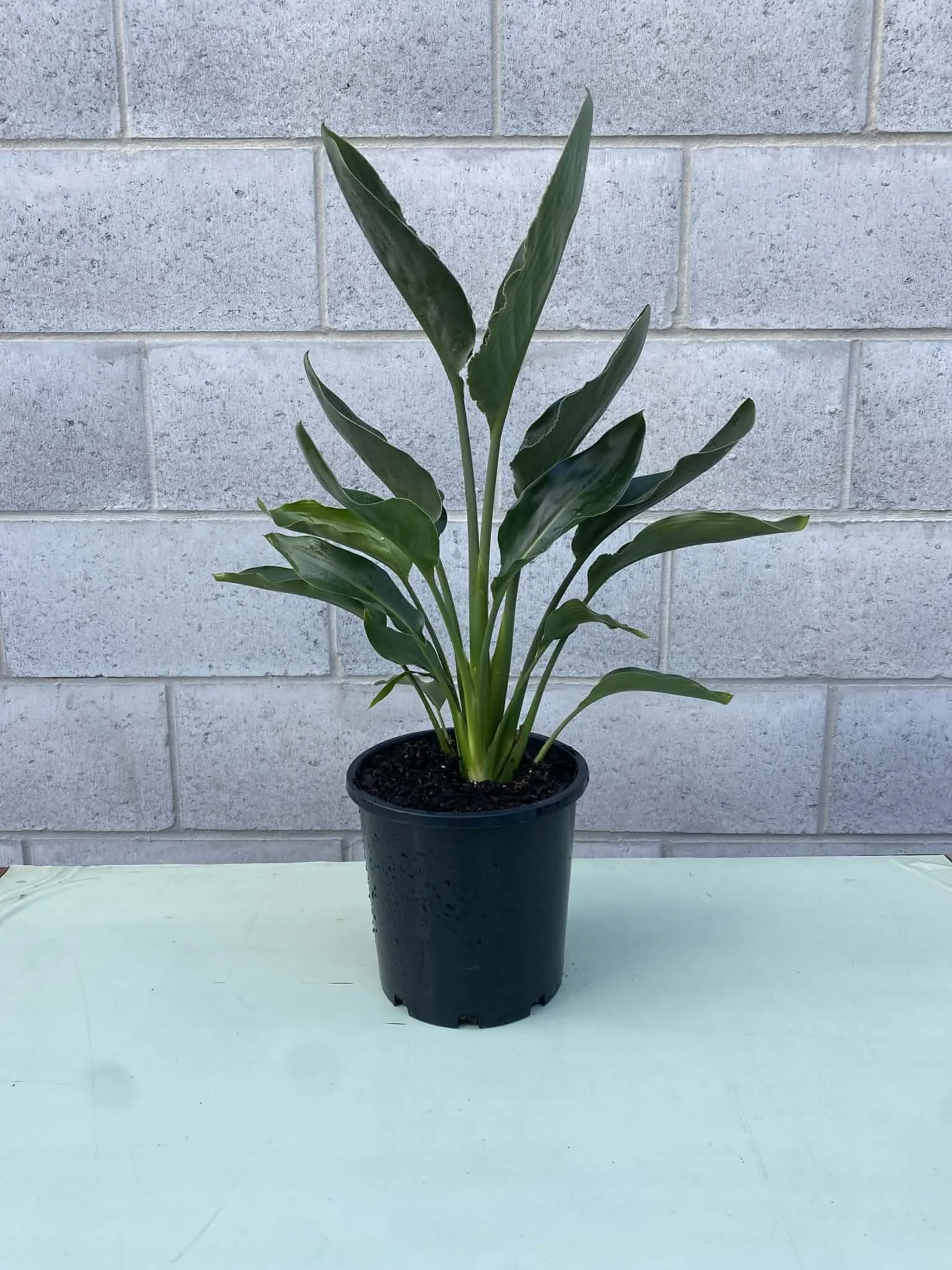 Strelitzia reginae 200mm.jpg