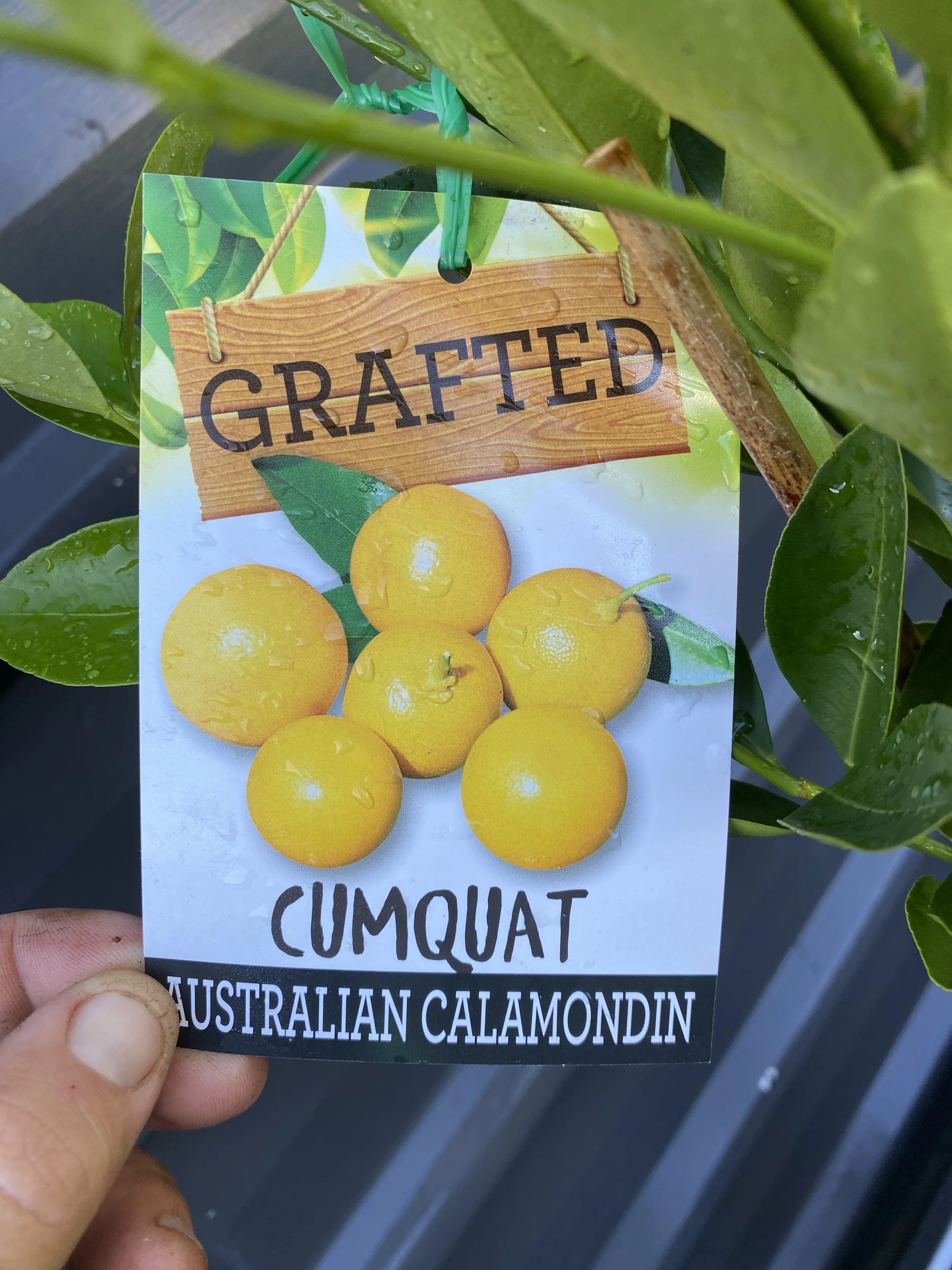 Cumquat - Australian Calamondin 10L.jpg