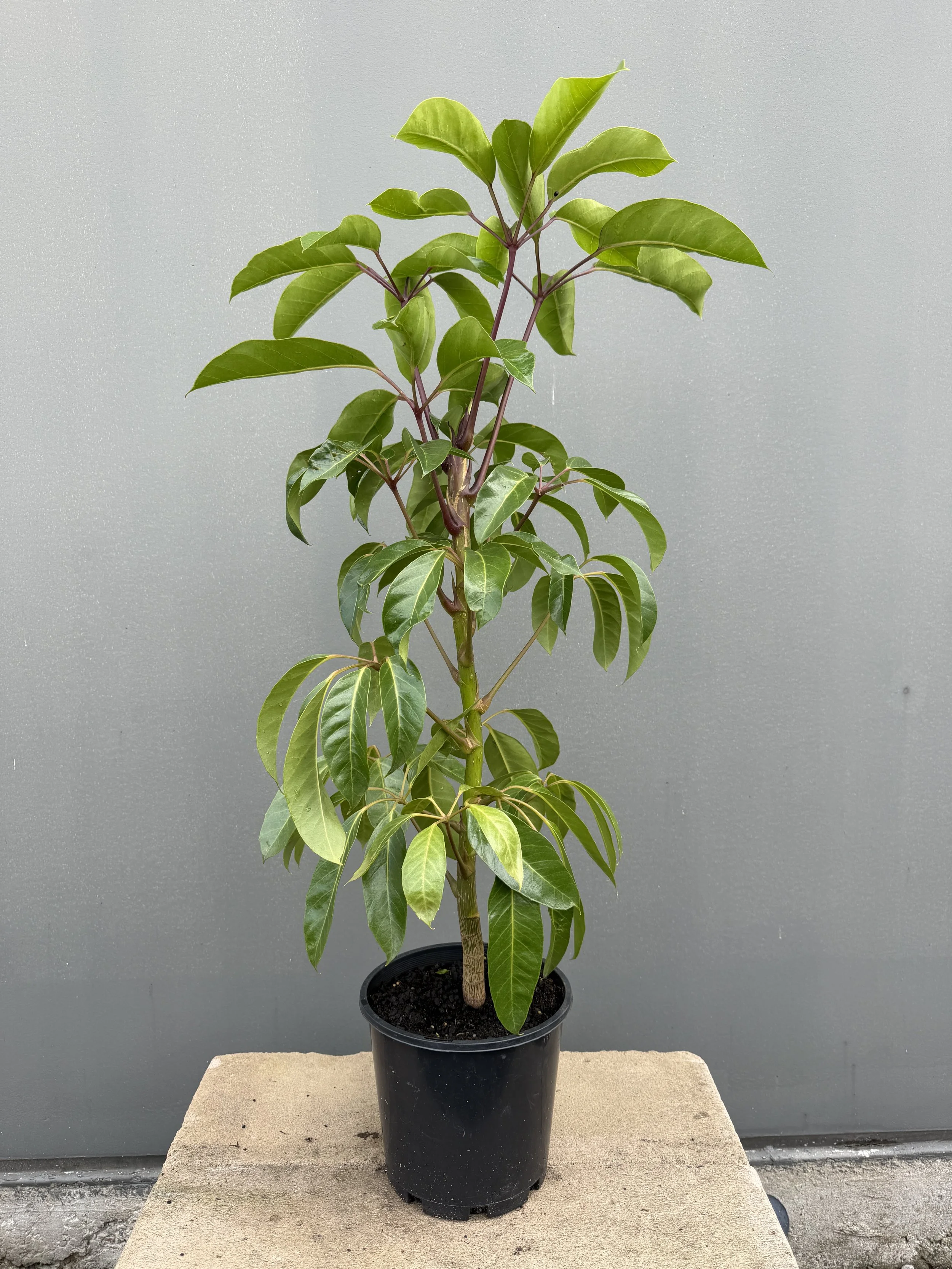 Schefflera 'Amate 200mm.JPG