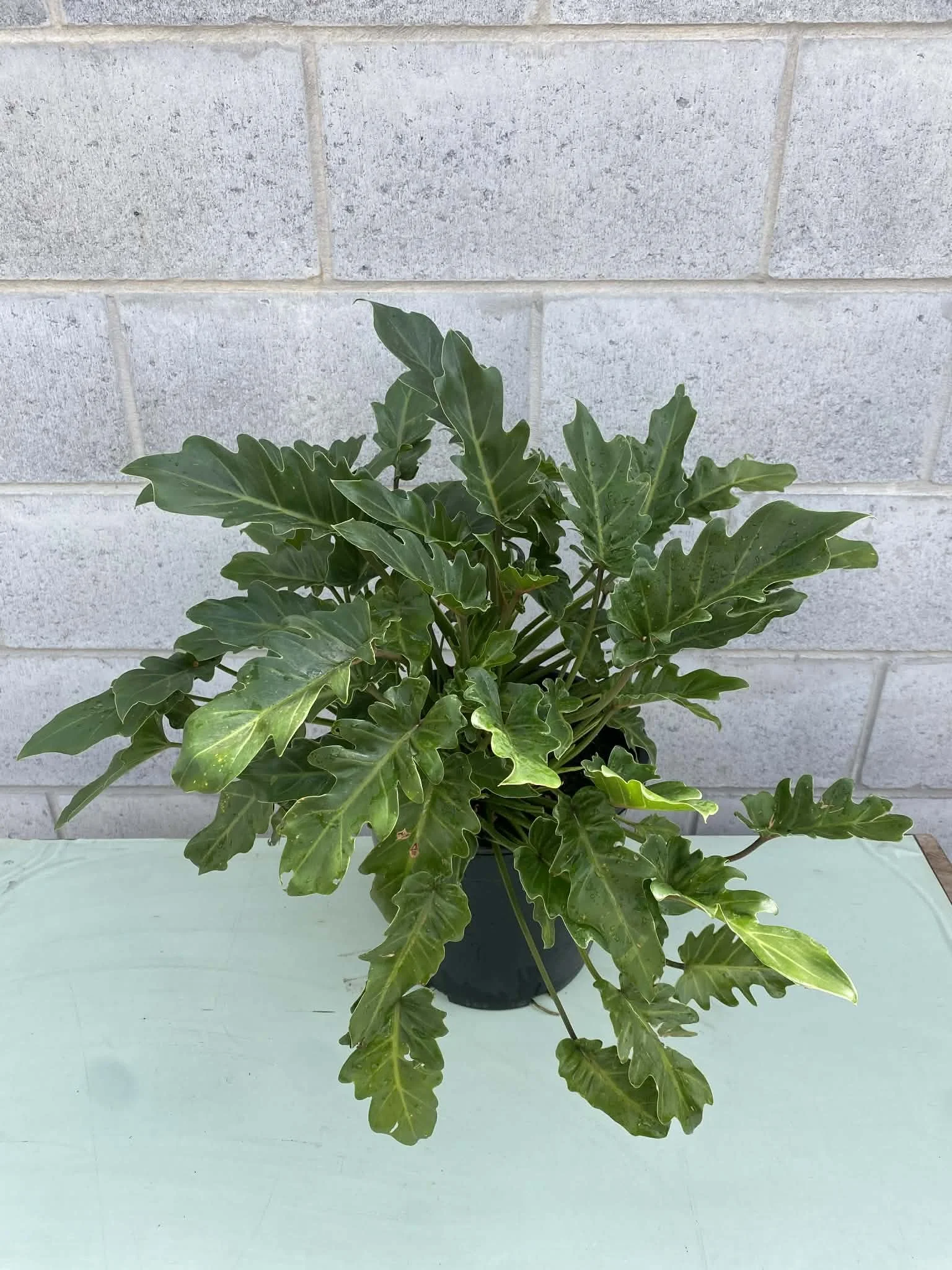 Philodendron ‘Xanadu’
