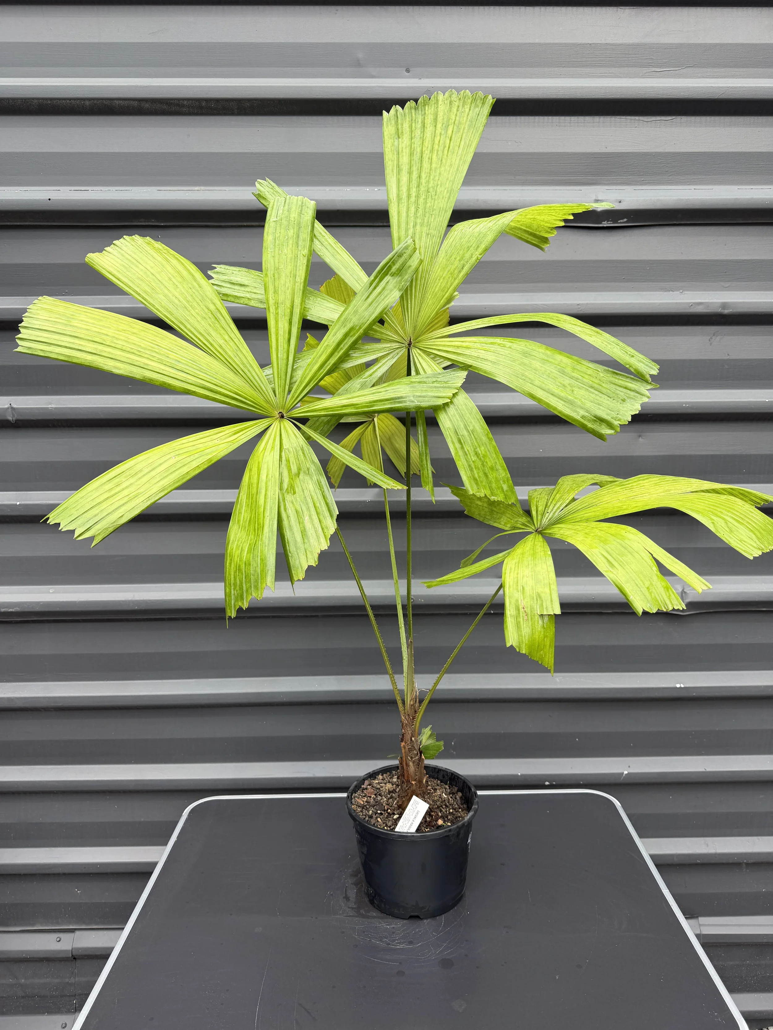 Licuala Radula 200mm (1).JPG