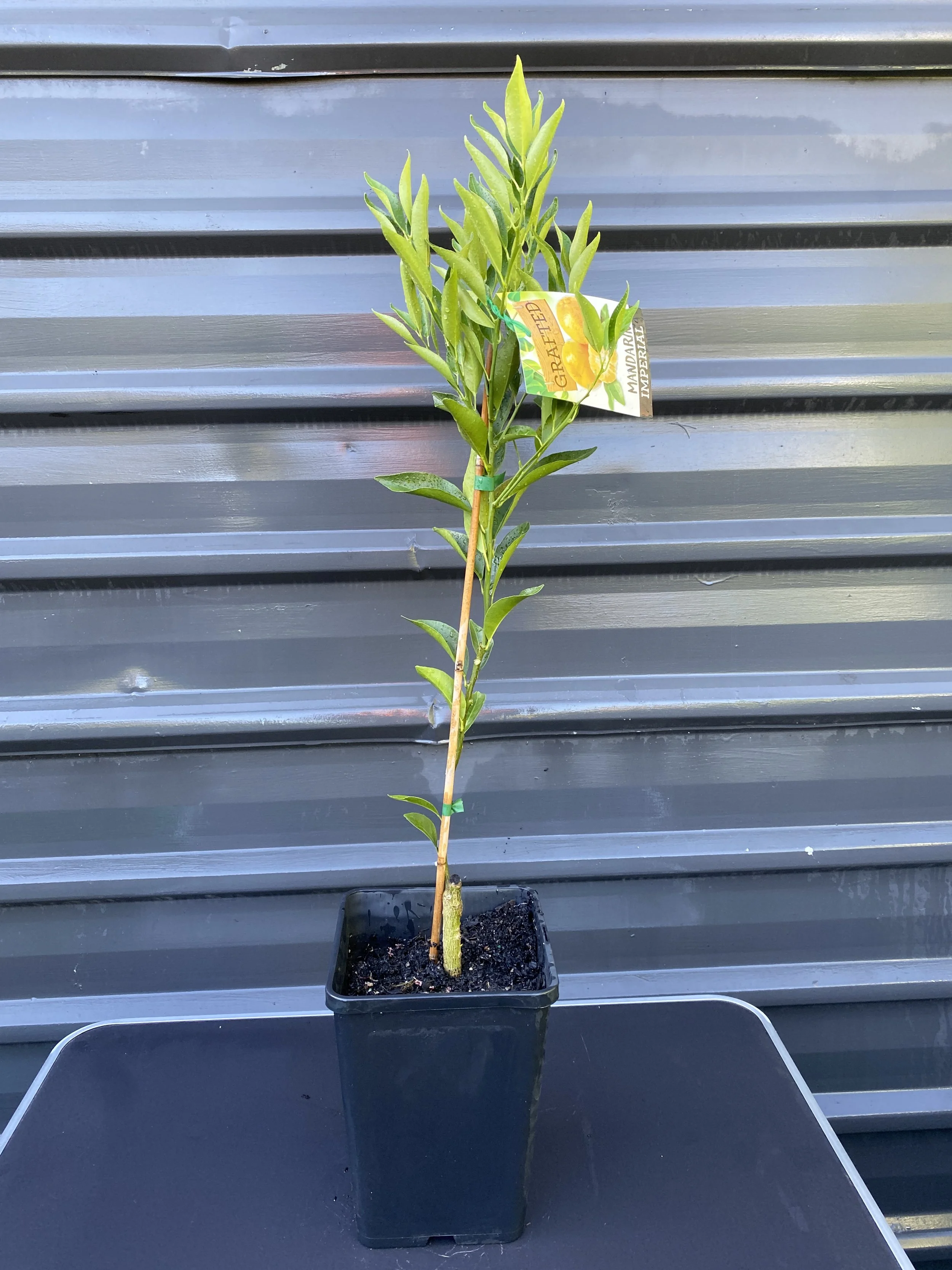 Mandarin – Imperial (Citrus reticulata) 10L