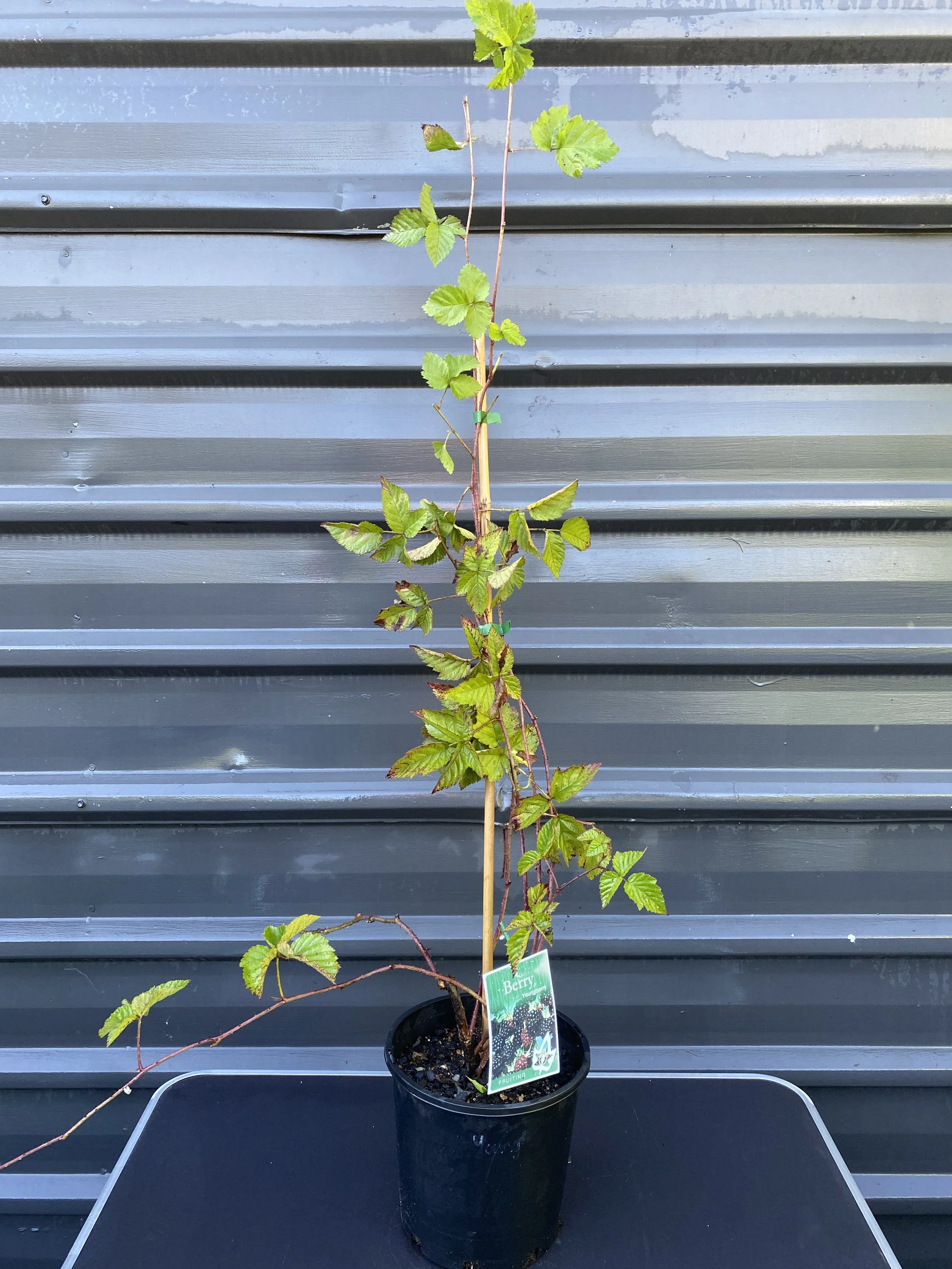 Youngberry (Rubus caesius × Rubus idaeus × Rubus fruticosus hybrid) 200mm