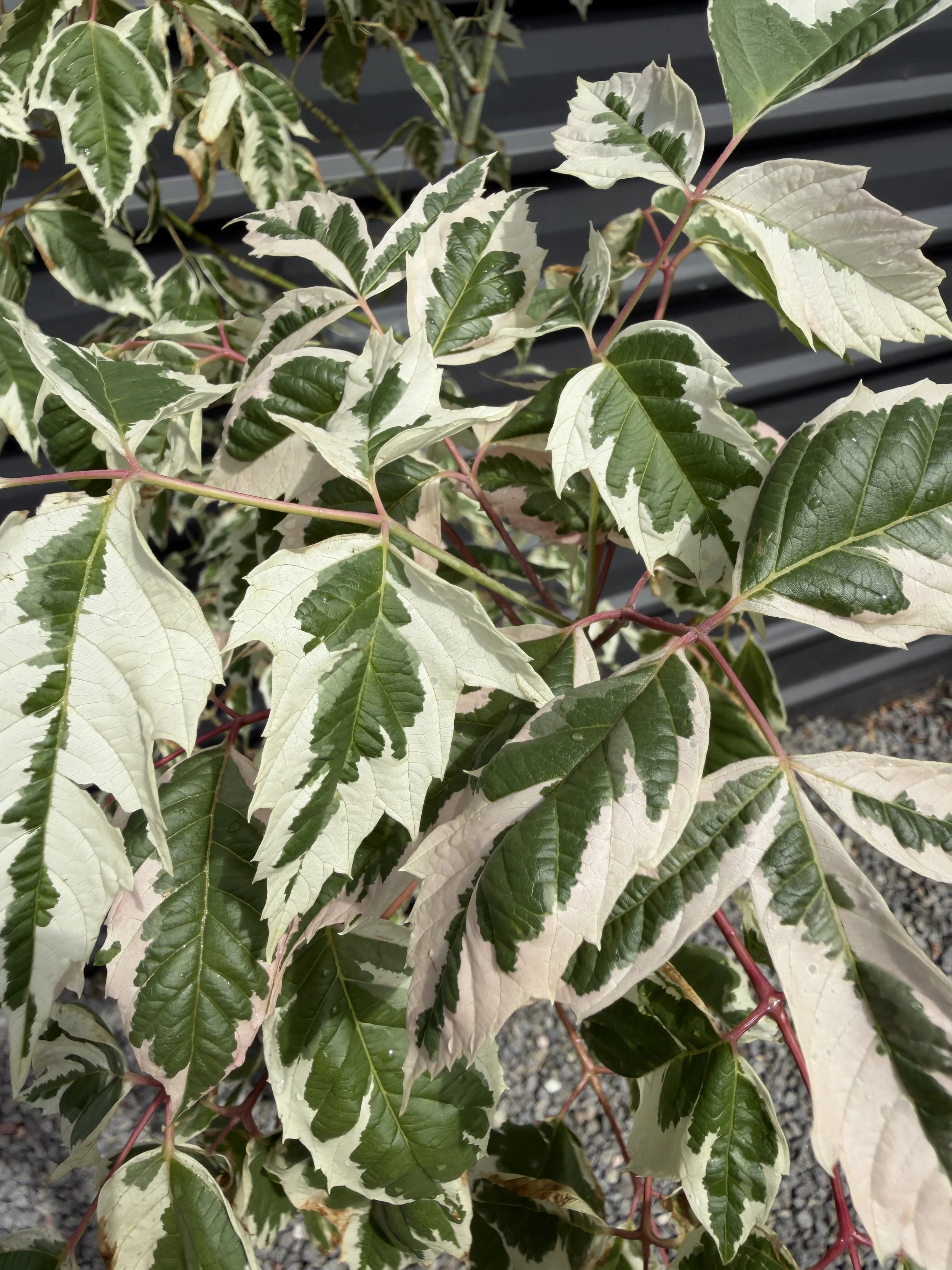 Japanese Maple 'Pink Flamingo' 300mm (1).JPG