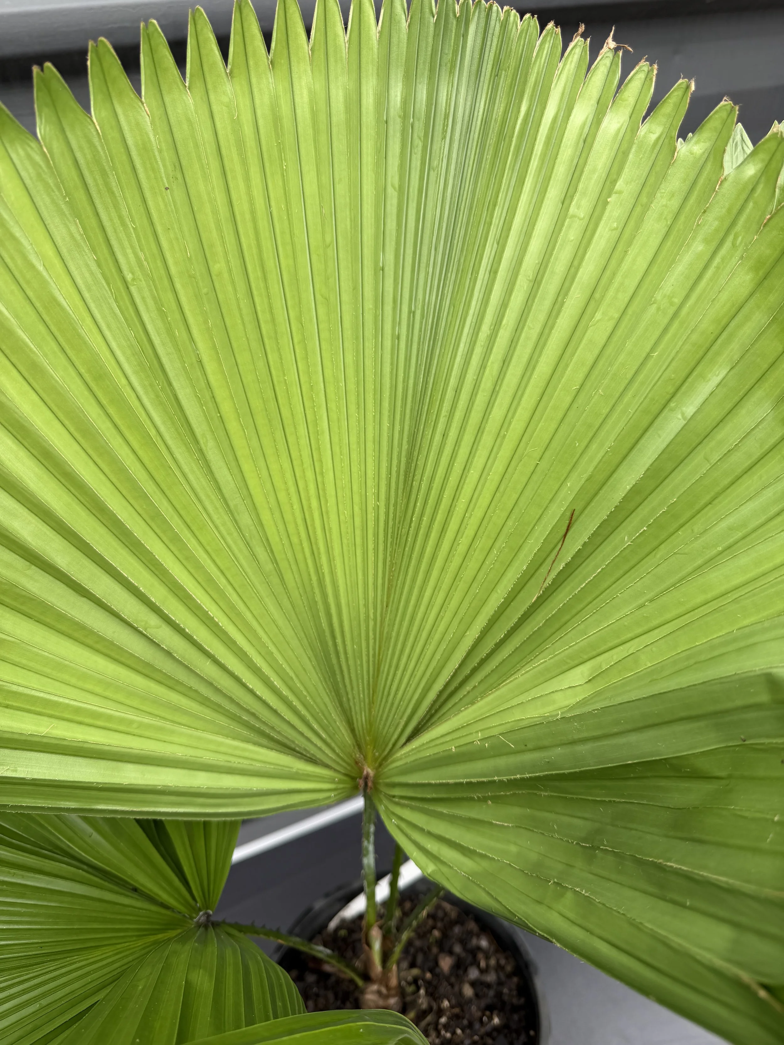 Licuala Elegans 200mm (1).JPG