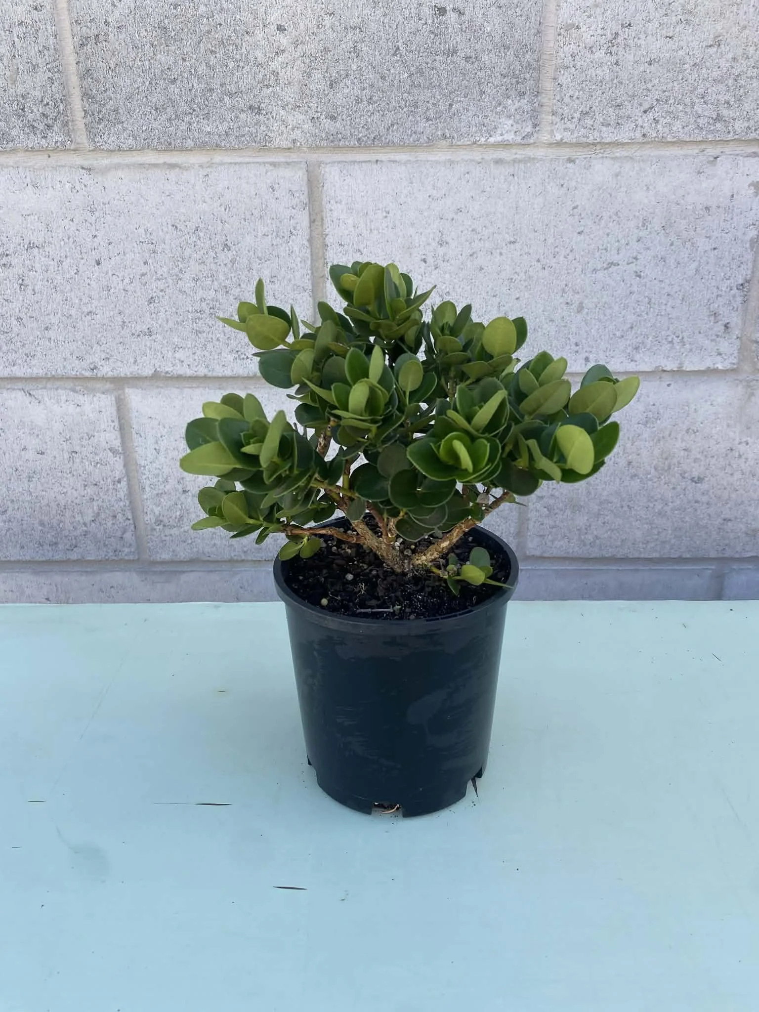 Carissa ‘Desert Star’ (Natal Plum / Desert Star Carissa)