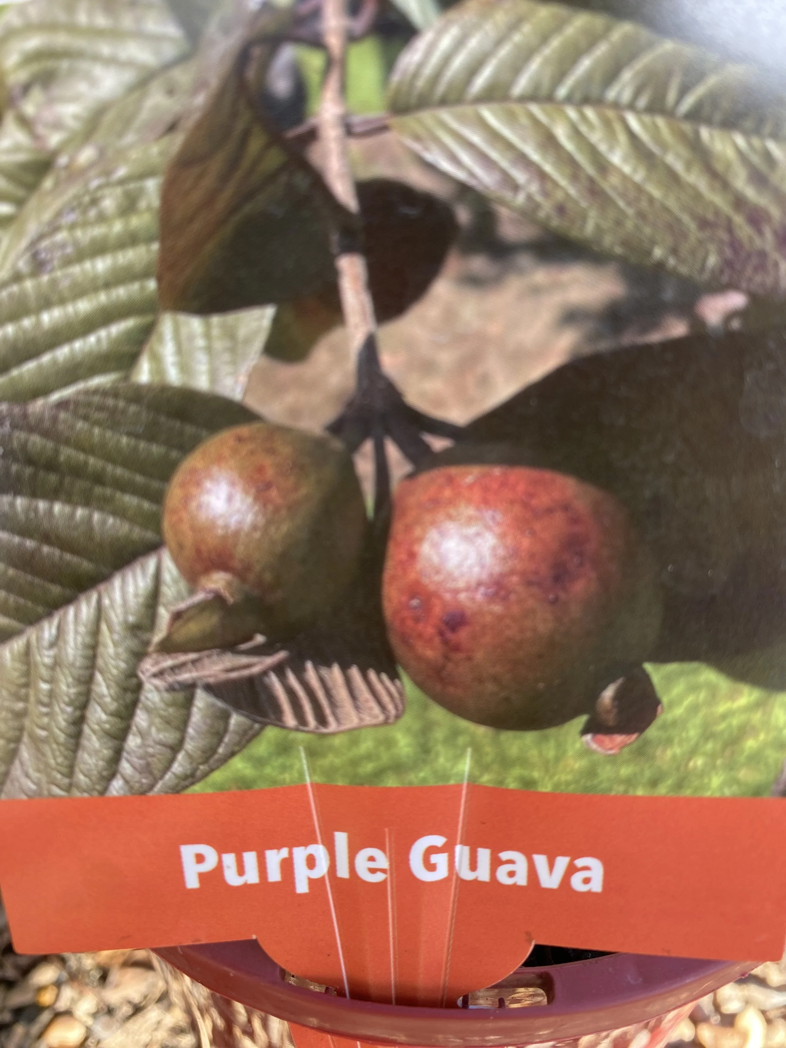 Guava – Purple (Psidium guajava) 140mm