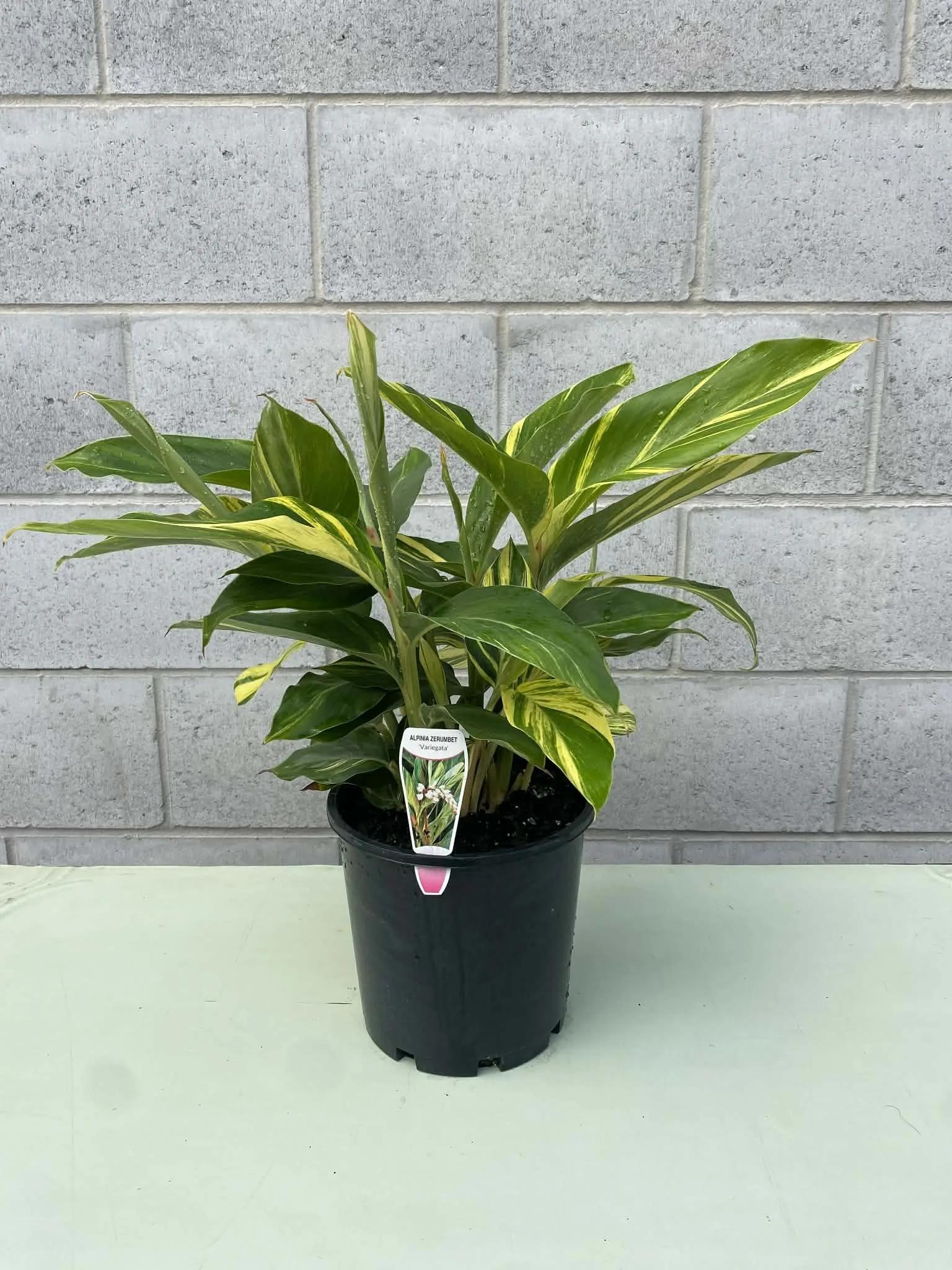 Alpinia zerumbet ‘Variegata’ (Variegated Shell Ginger)  200mm