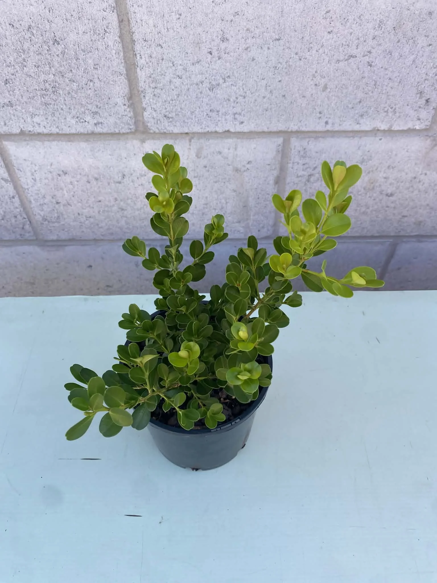 Japanese Box Hedge (1).jpg