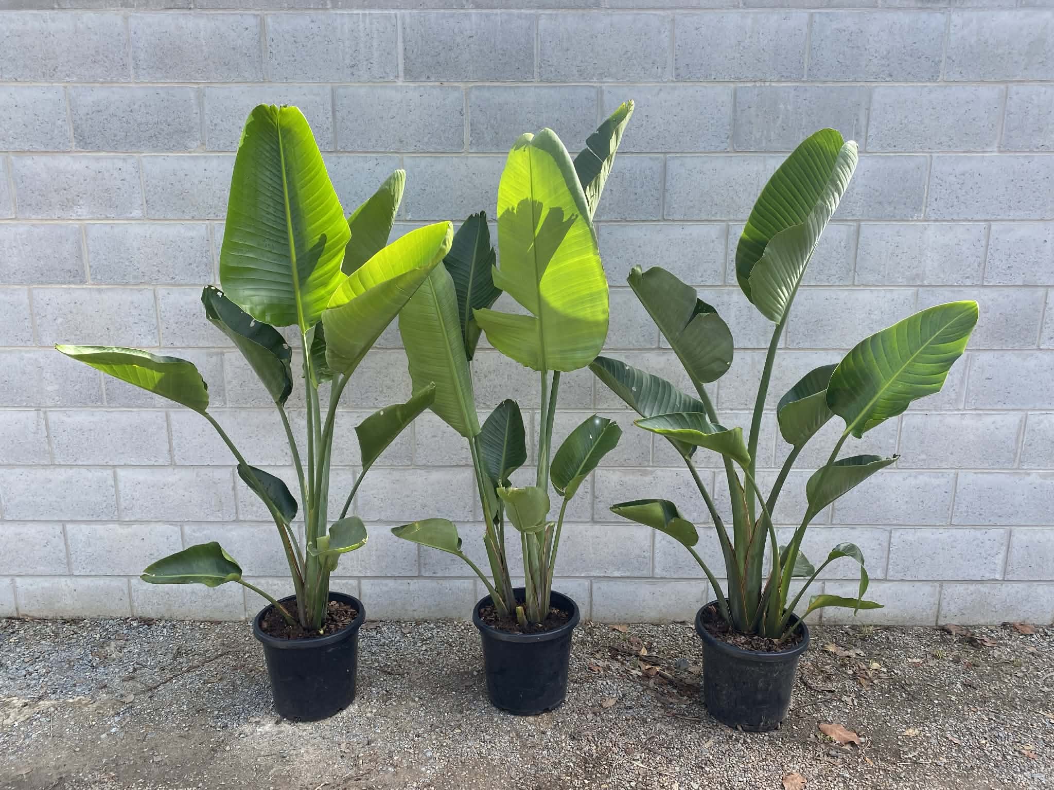 Strelitzia nicolai (Giant Bird of Paradise)