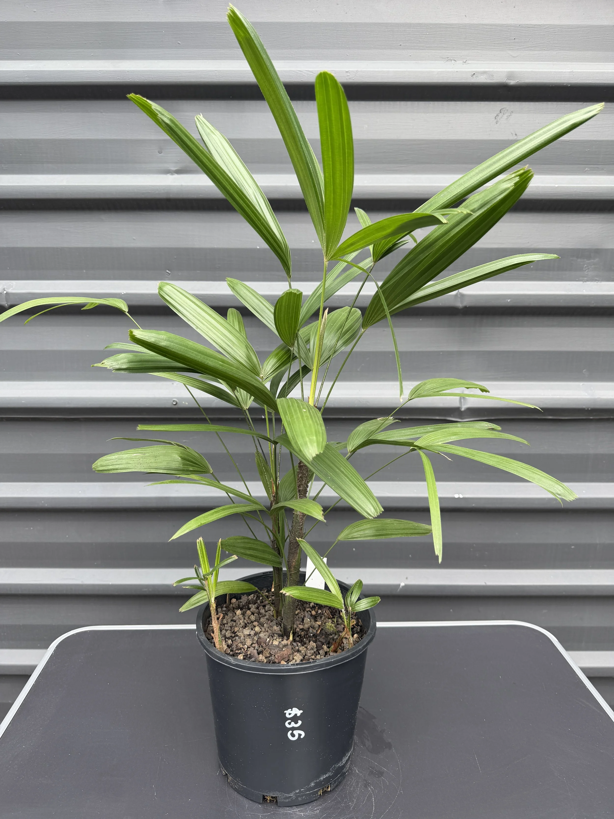 Raphis Excelsa 200mm.JPG