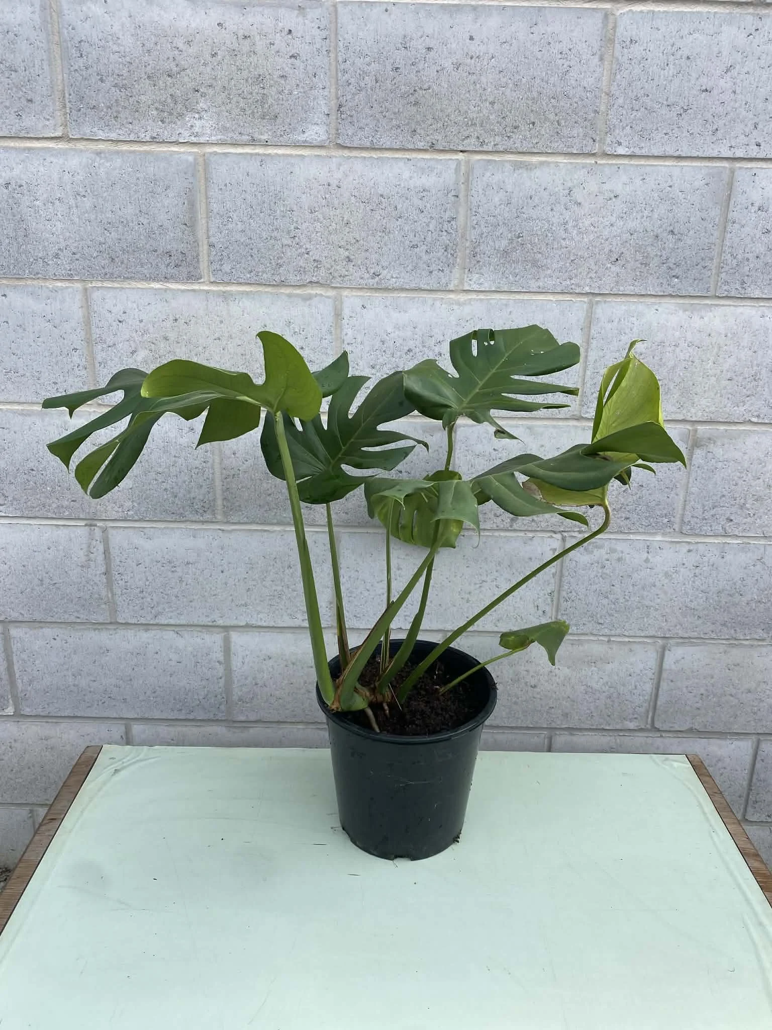 Monstera deliciosa 'swiss cheese plant'  (1).jpg