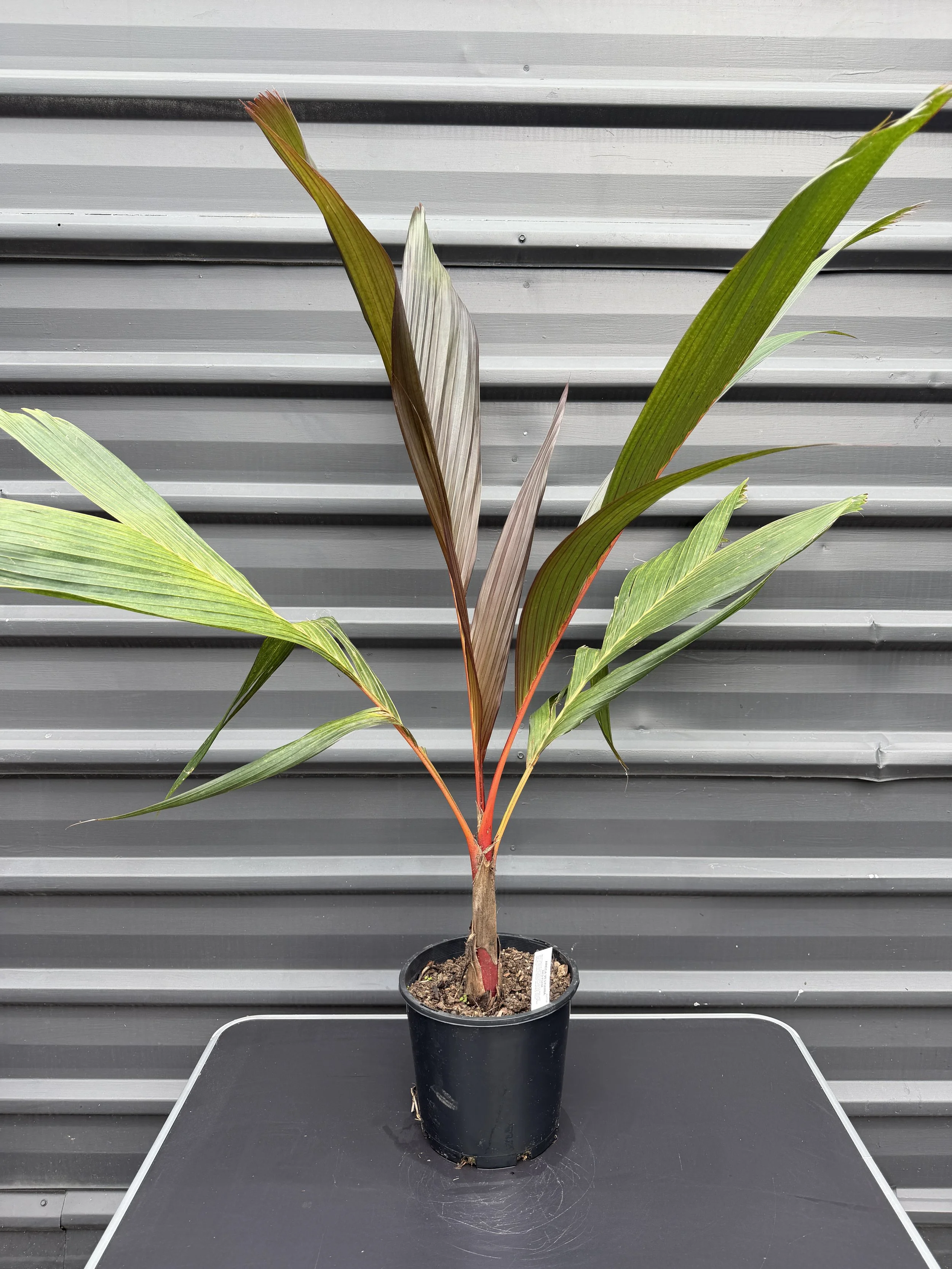 Areca vestiara 'red form' 200mm (2).JPG