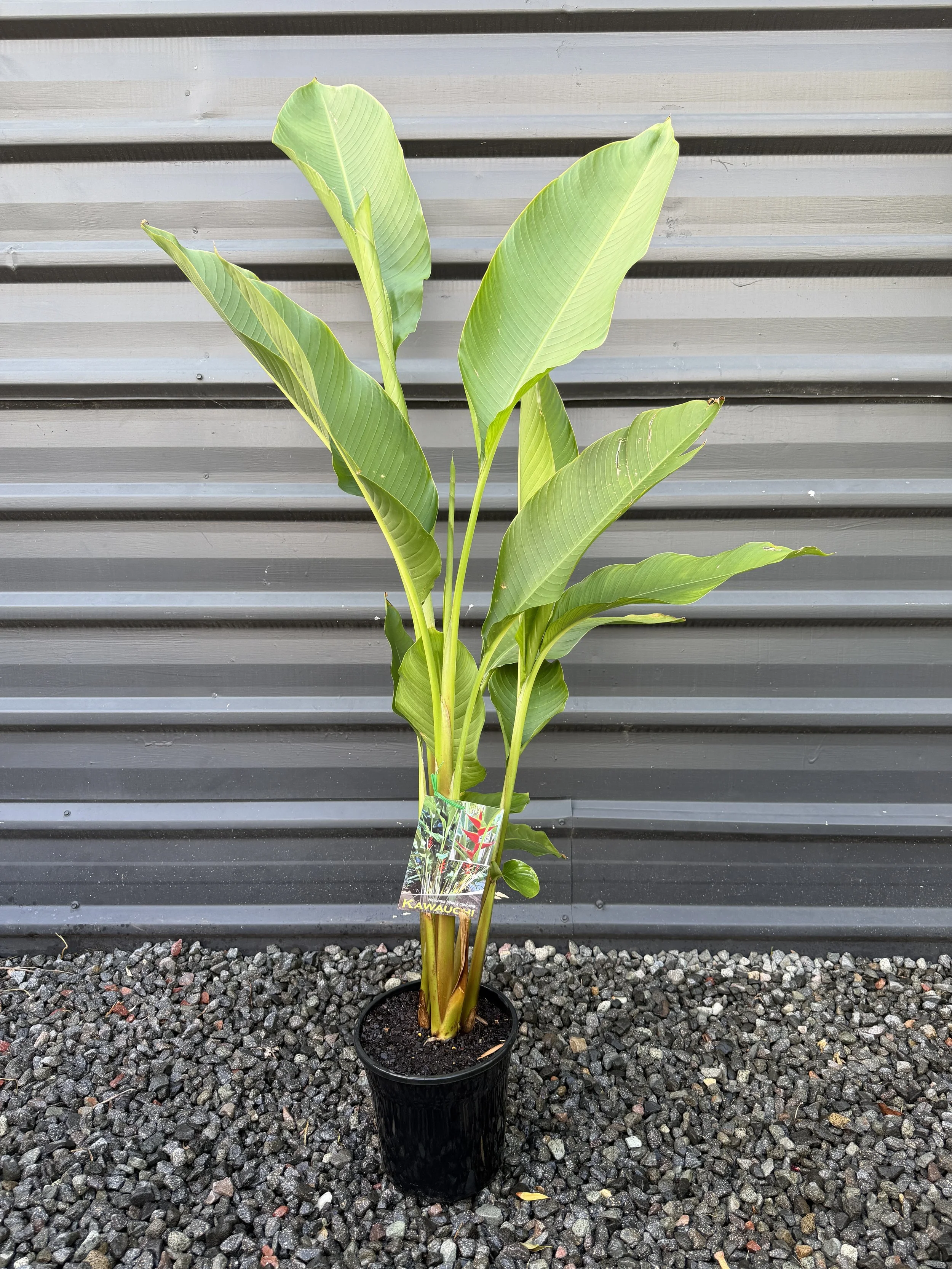 Heliconia Kawauchi 200mm.JPG