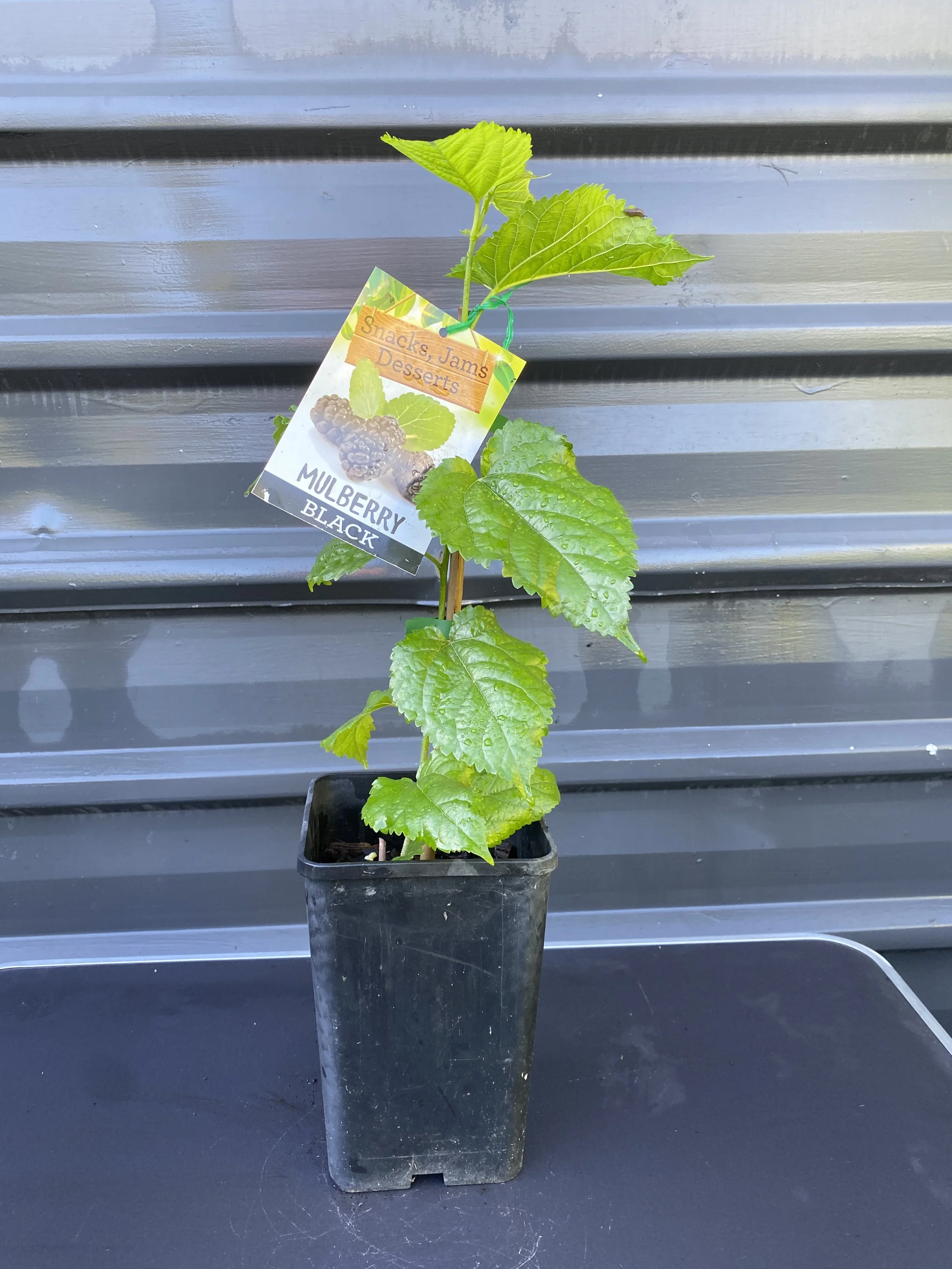 Mulberry - Black (Morus nigra) 4L