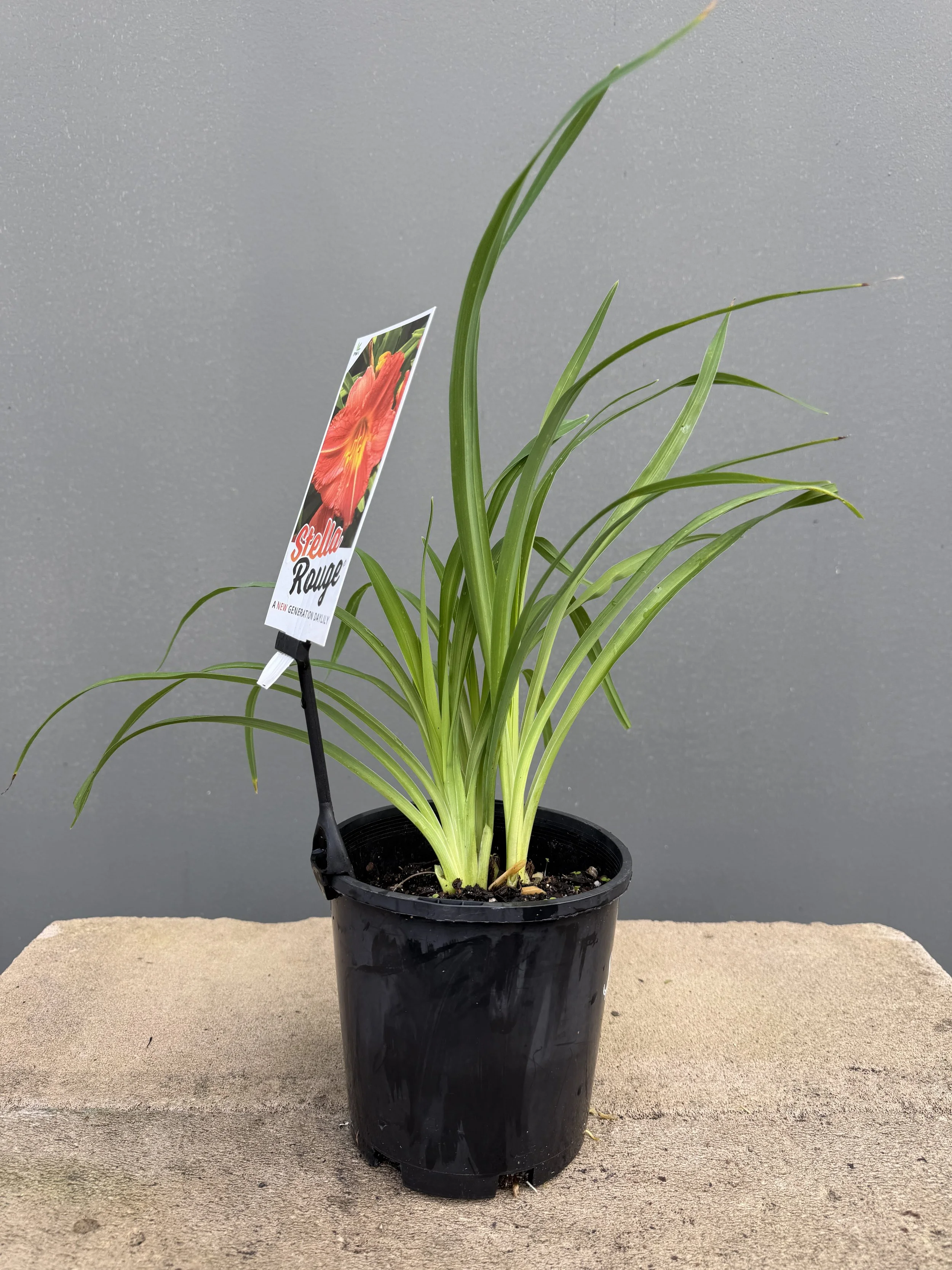 Hemerocallis 'Stella Rouge' (Stella Rouge Daylily) 140mm