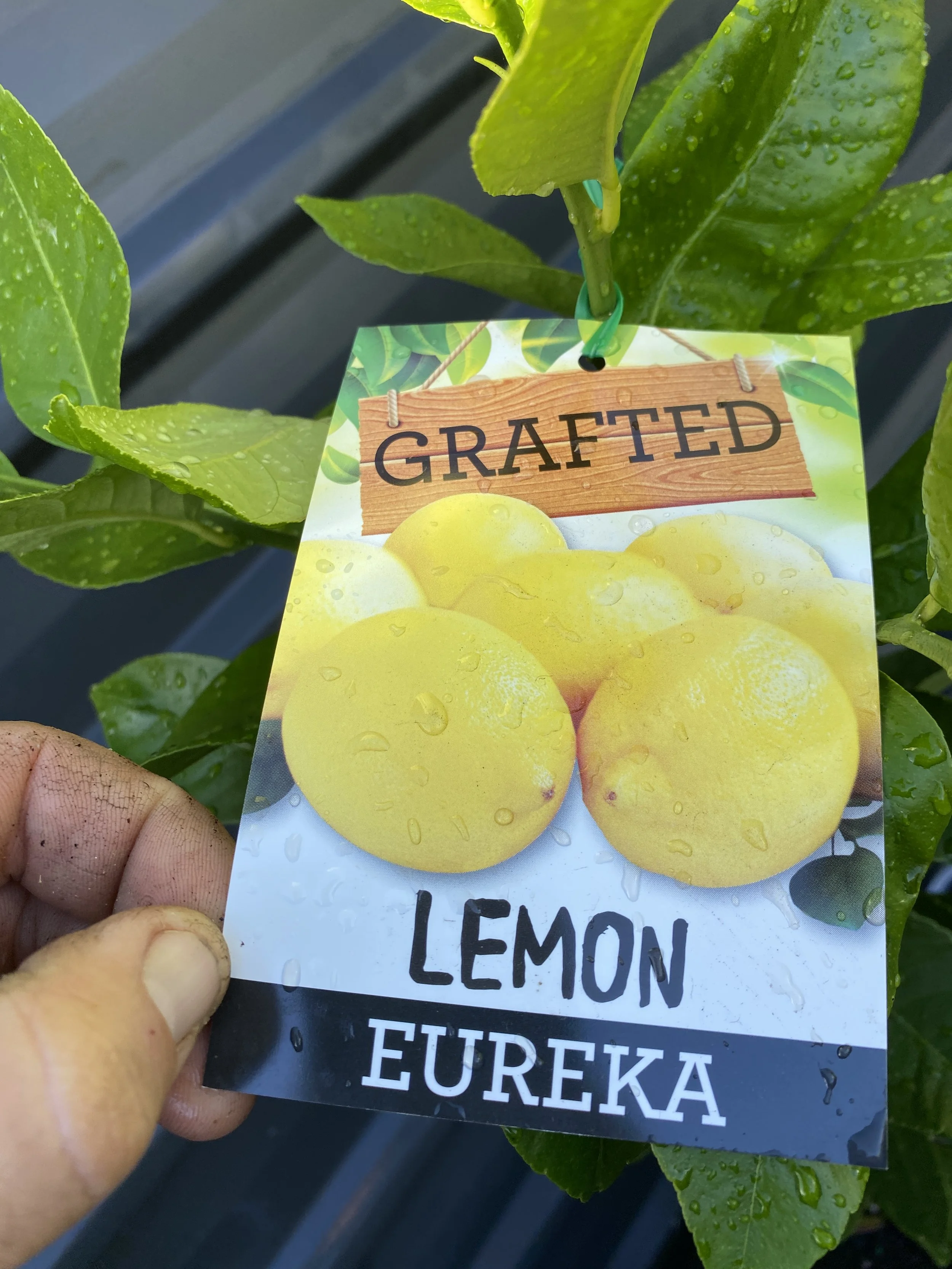 Lemon - Eureka 10L (1).jpg