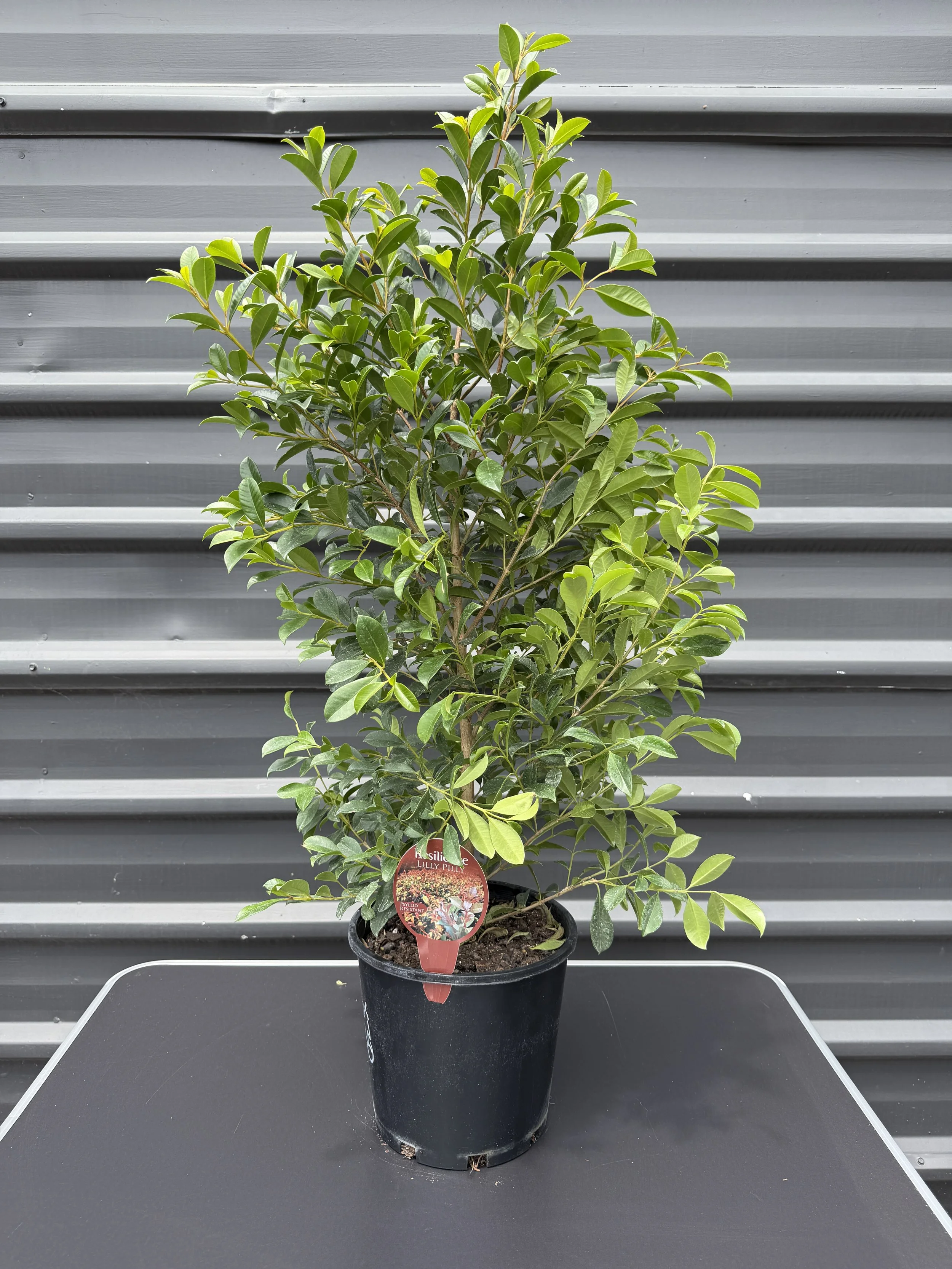 Syzygium 'Resilience' (Lilly Pilly)