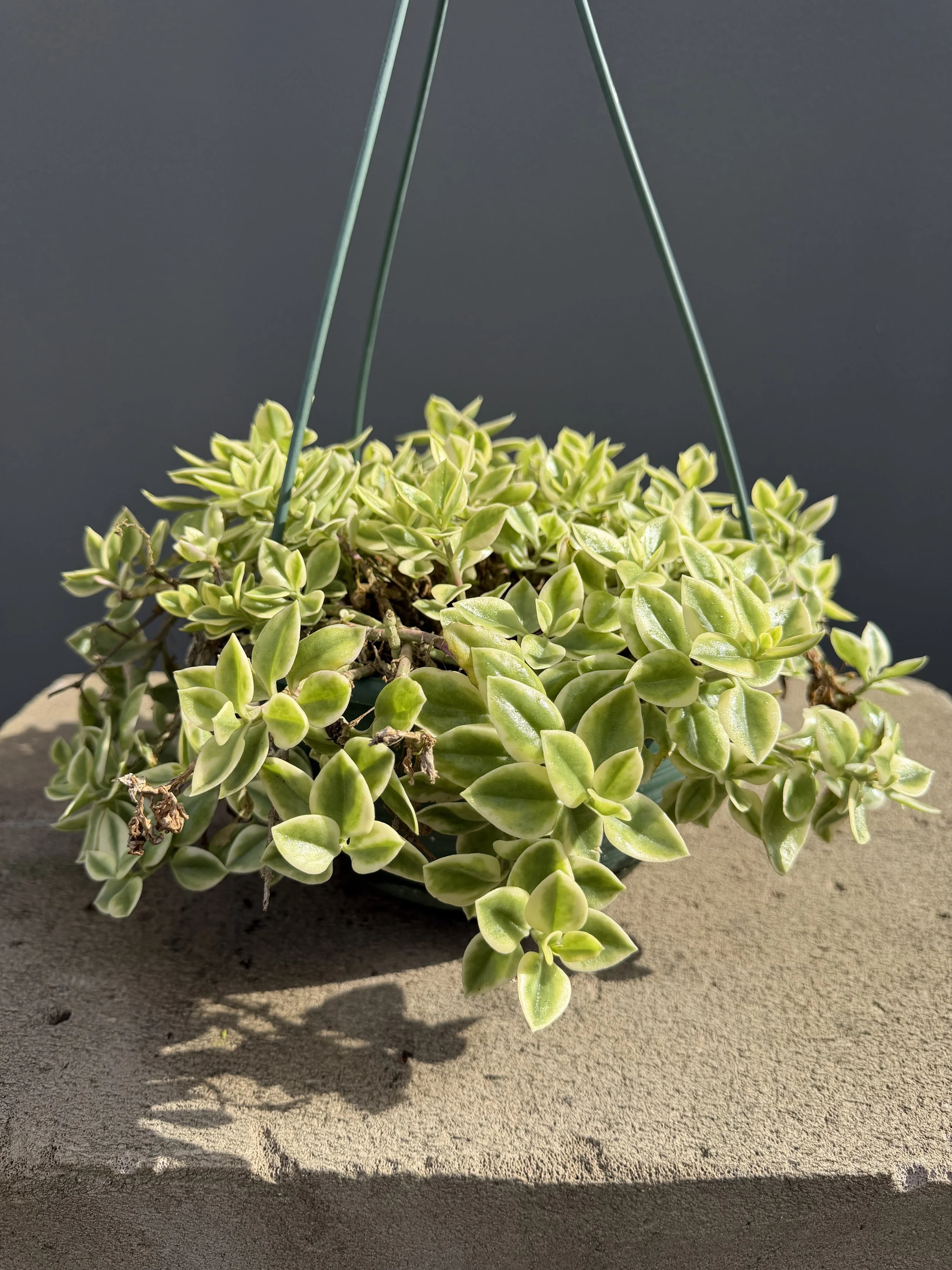 aptenia cordifolia variegata (1).JPG