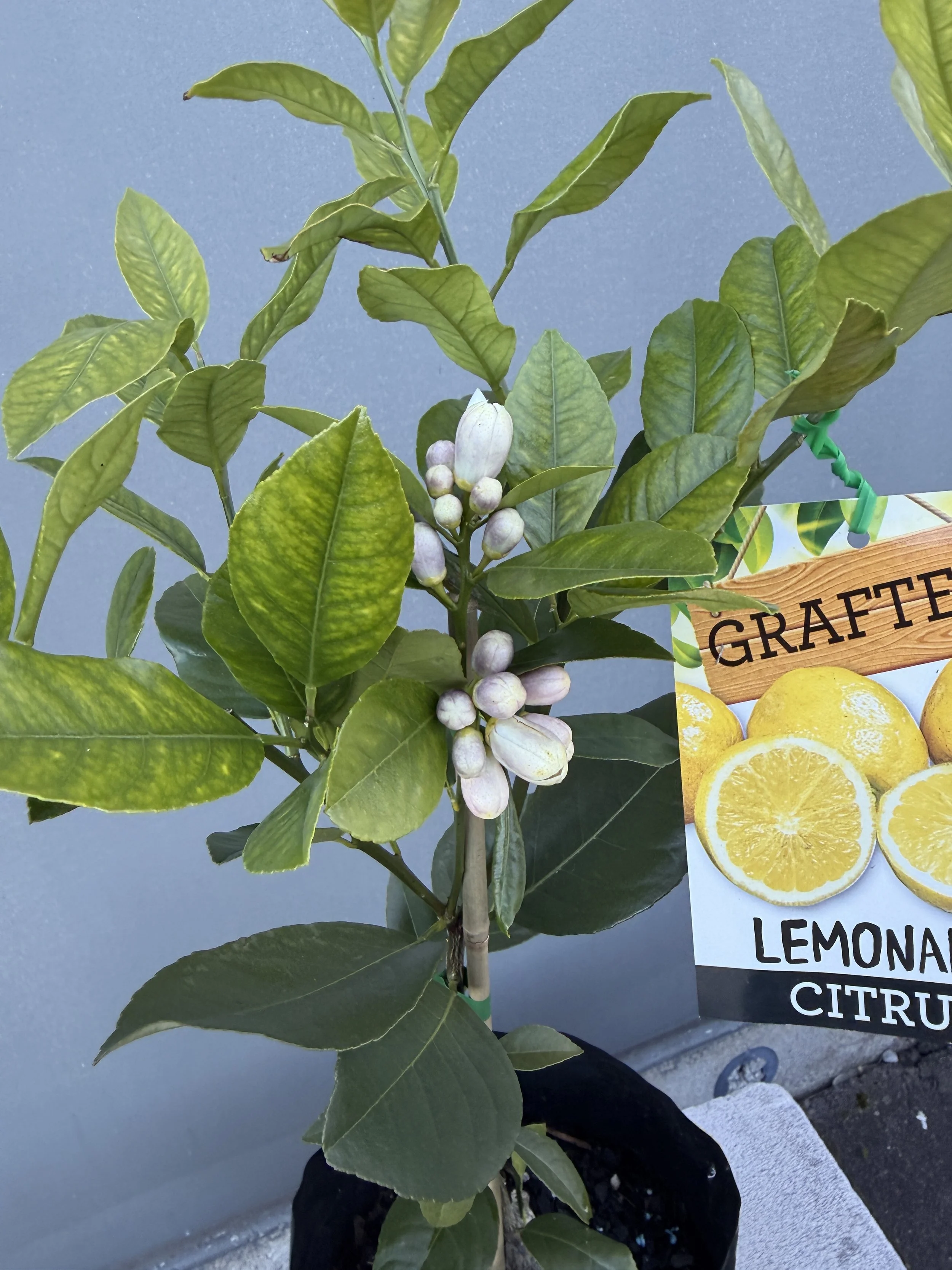 Lemonade Tree 6L-2.JPG