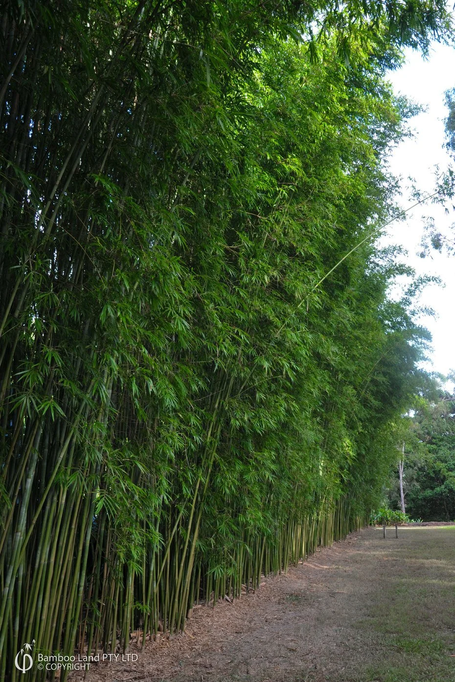 Bambusa gracilis 'Slender Weaver Bamboo'