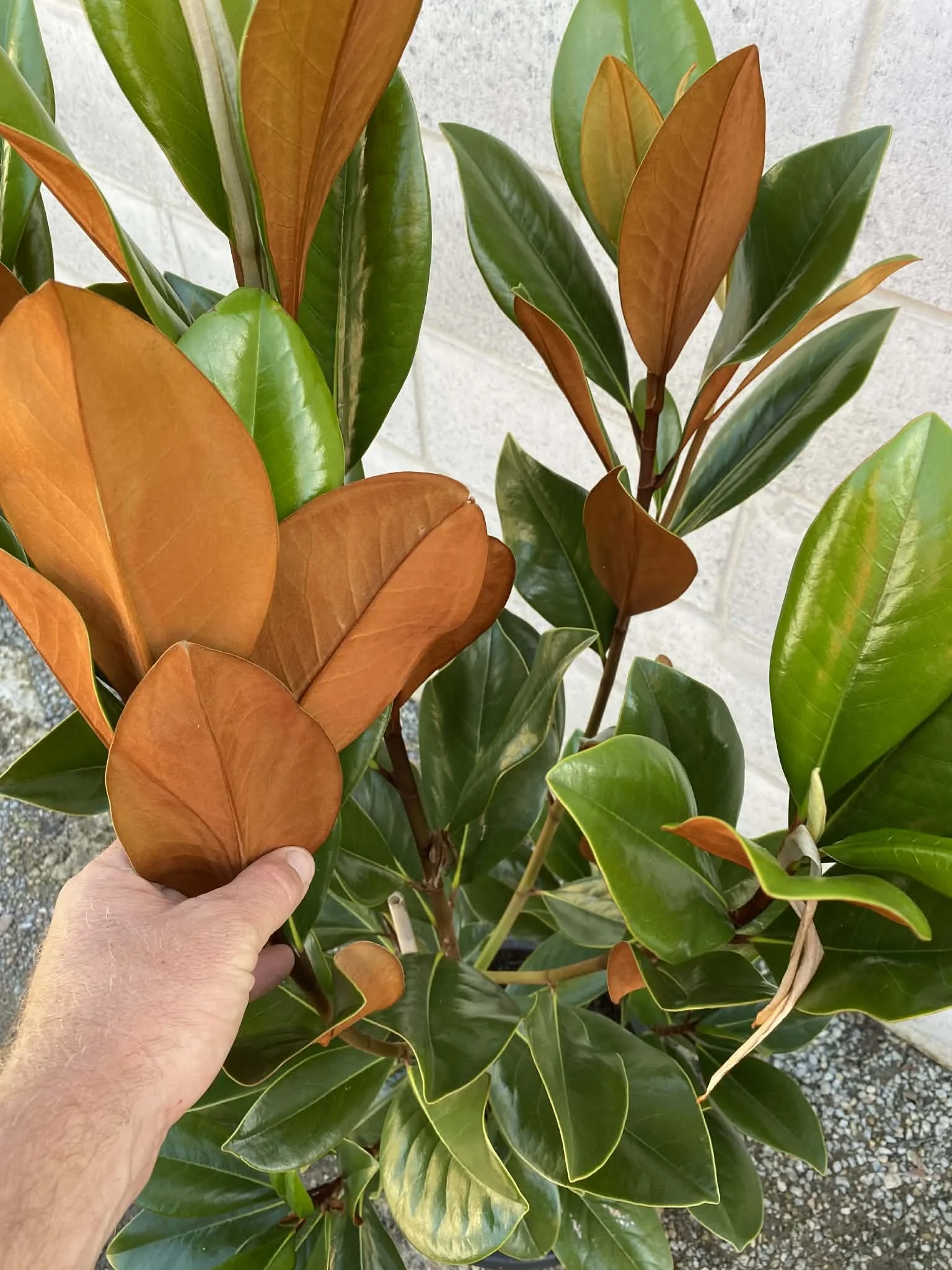 Magnolia ‘coolwyn gloss’ (2).jpg