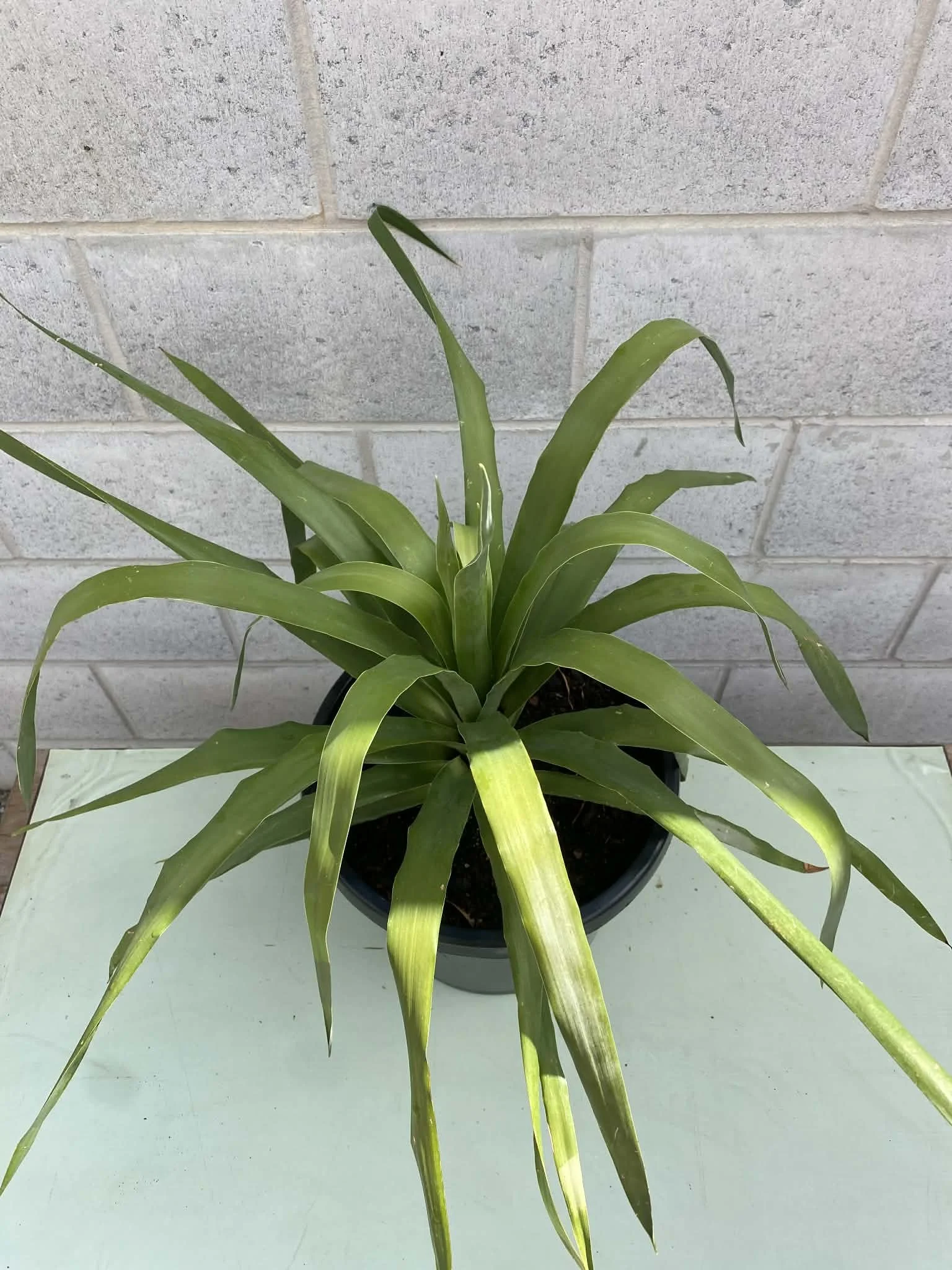 Dragon tree 'Dracaena draco'.jpg