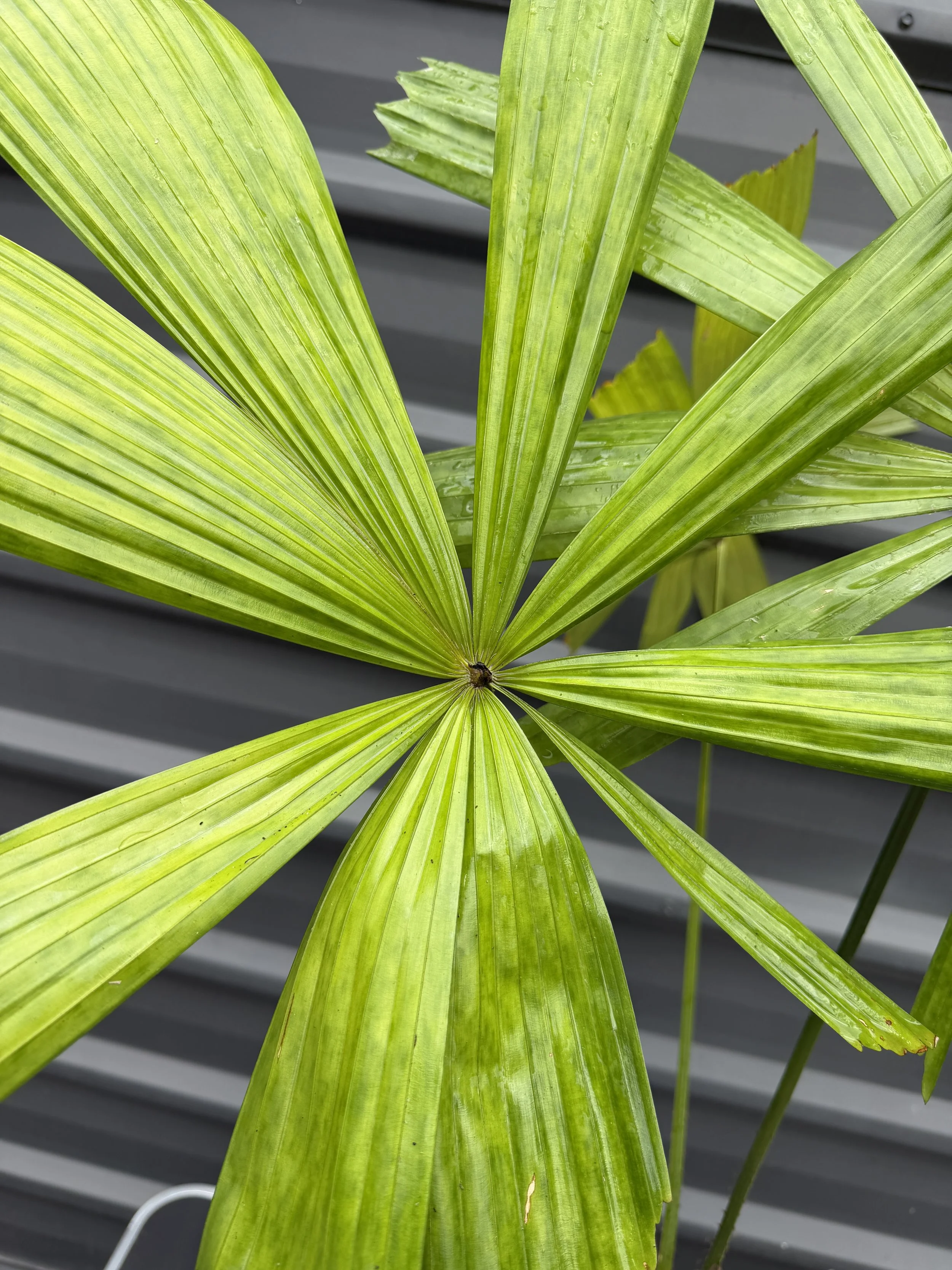 Licuala Radula 200mm (2).JPG