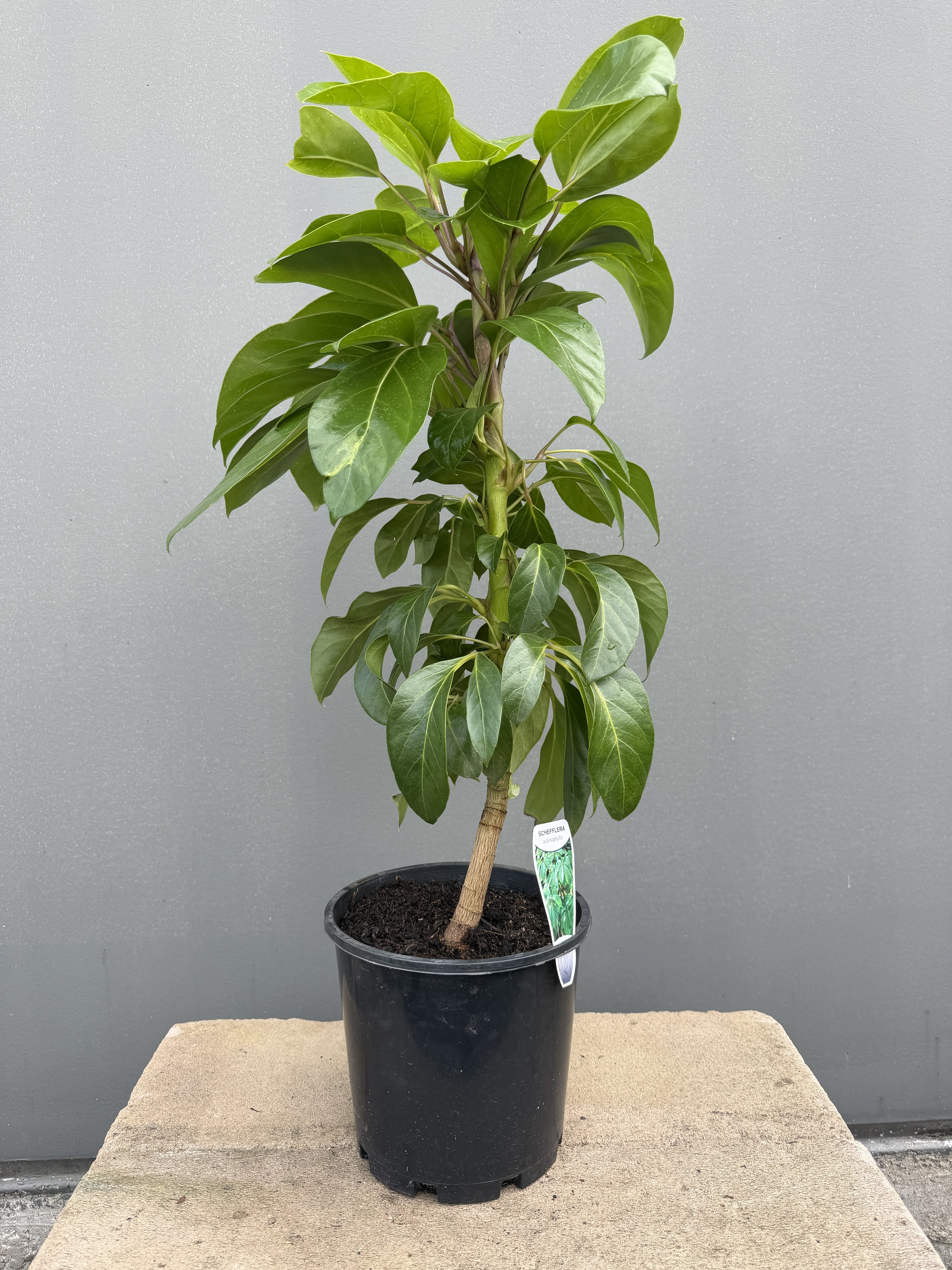 Schefflera actinophylla 'Alpine Junior' 200mm.JPG