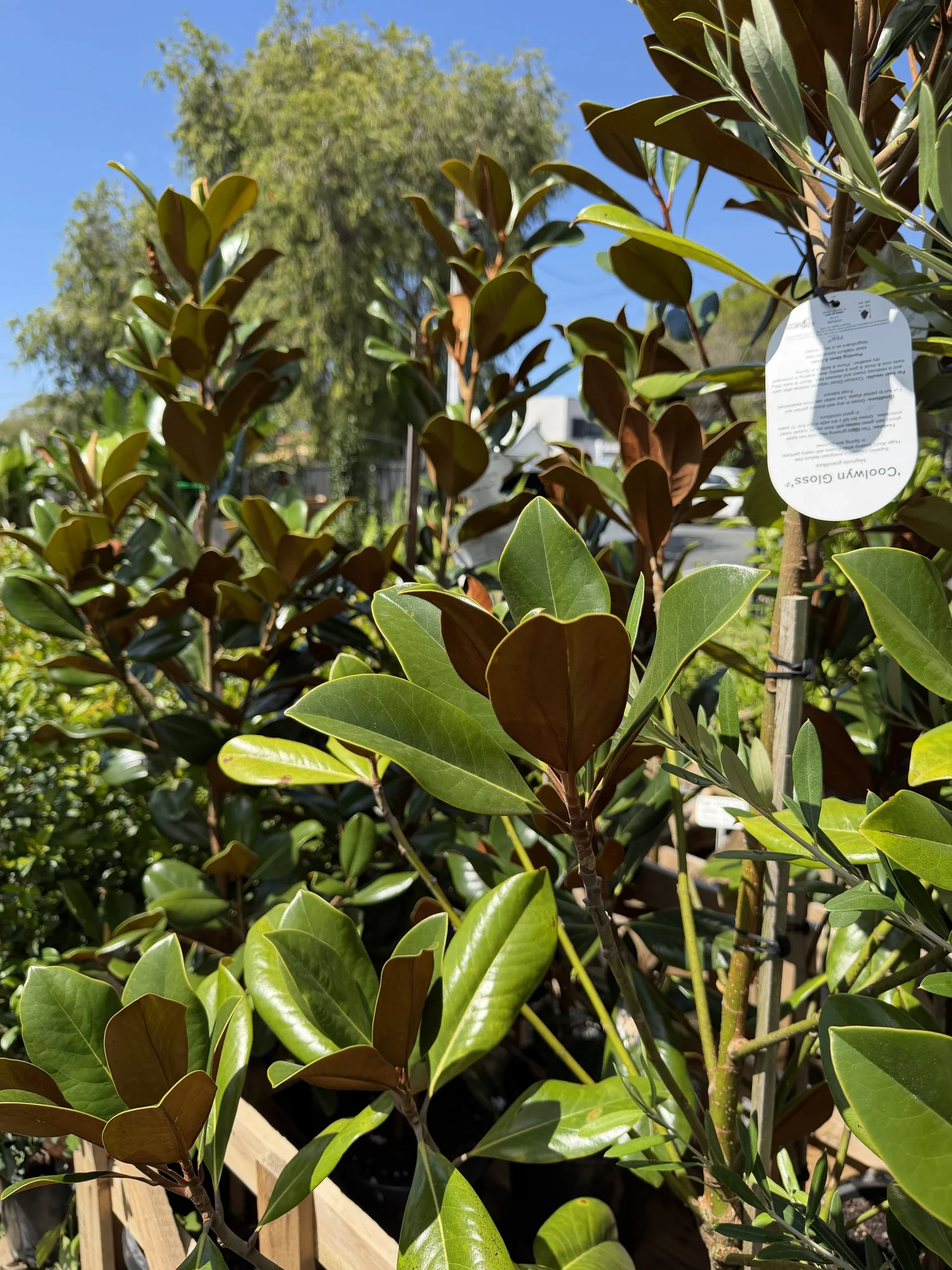Buy Trees Online | Indoor & Outdoor Trees for Garden & Landscape — The ...